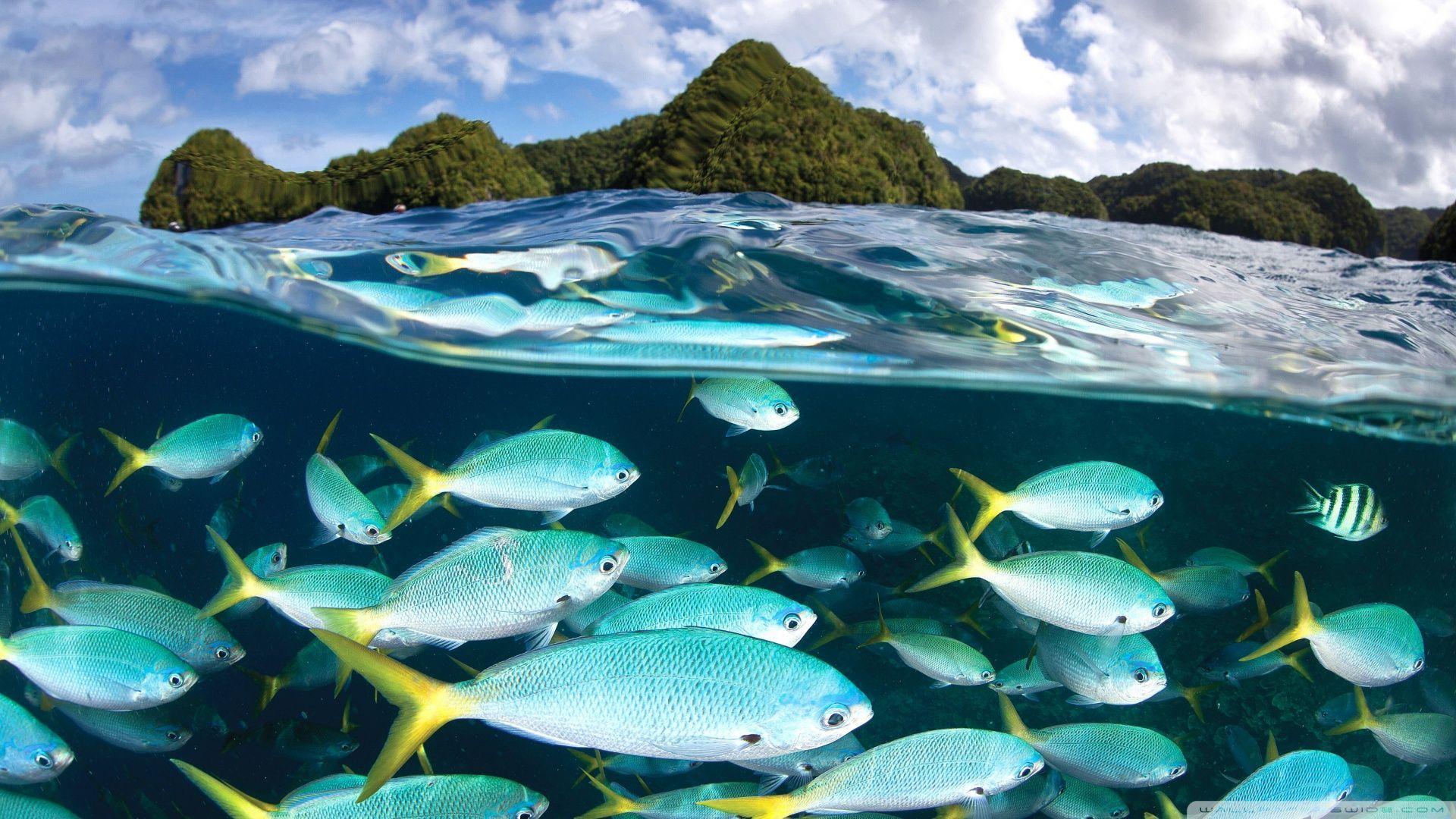1920x1080 Snorkeling HD Wallpaper