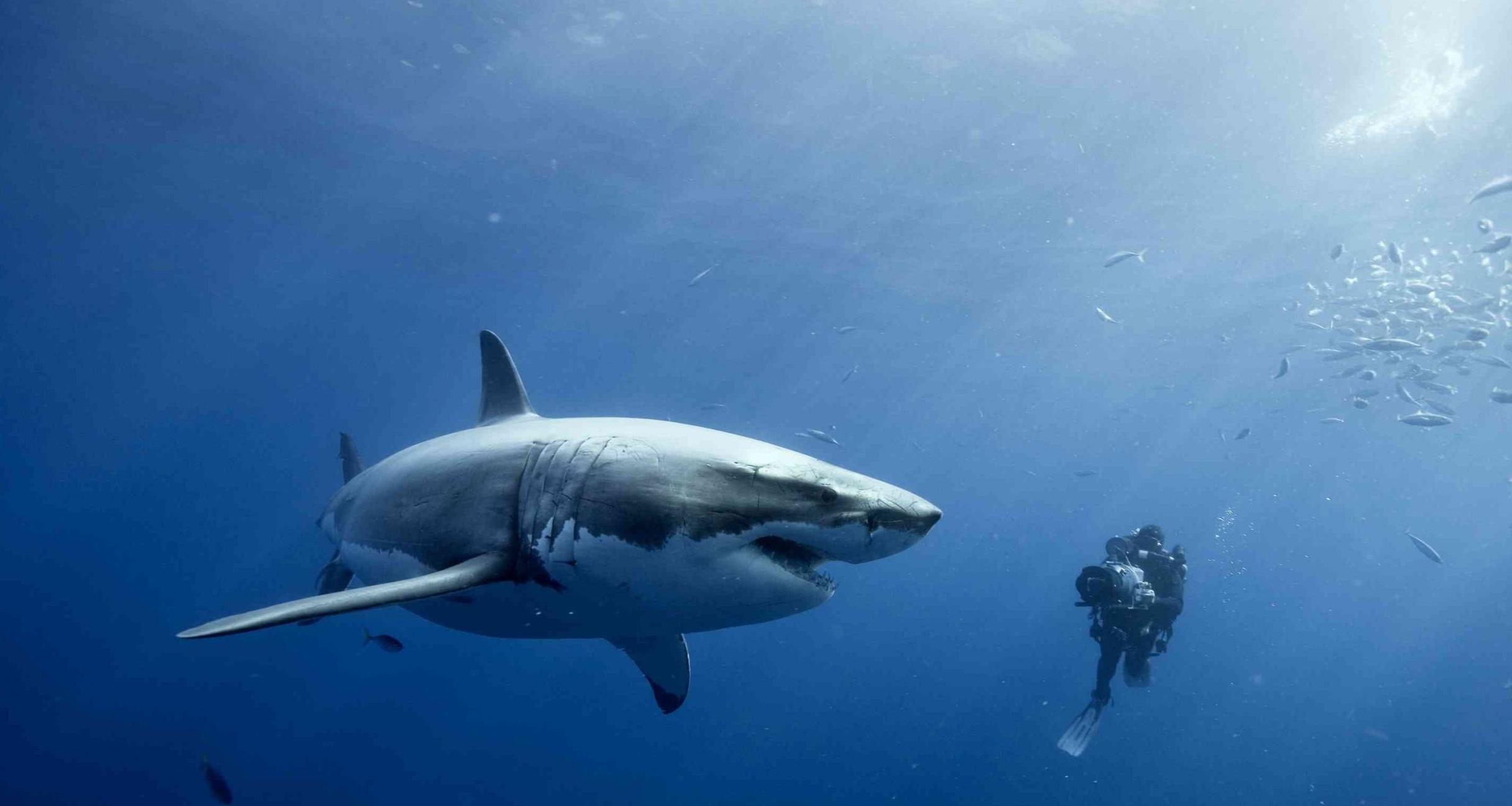 2432x1296 Scuba Diving W Sharks, HD Wallpaper & background Download