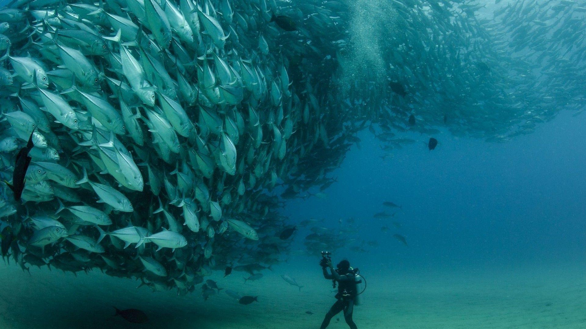1920x1080 sea, Fish, Photography, Animals, Scuba Diving, Nature Wallpaper
