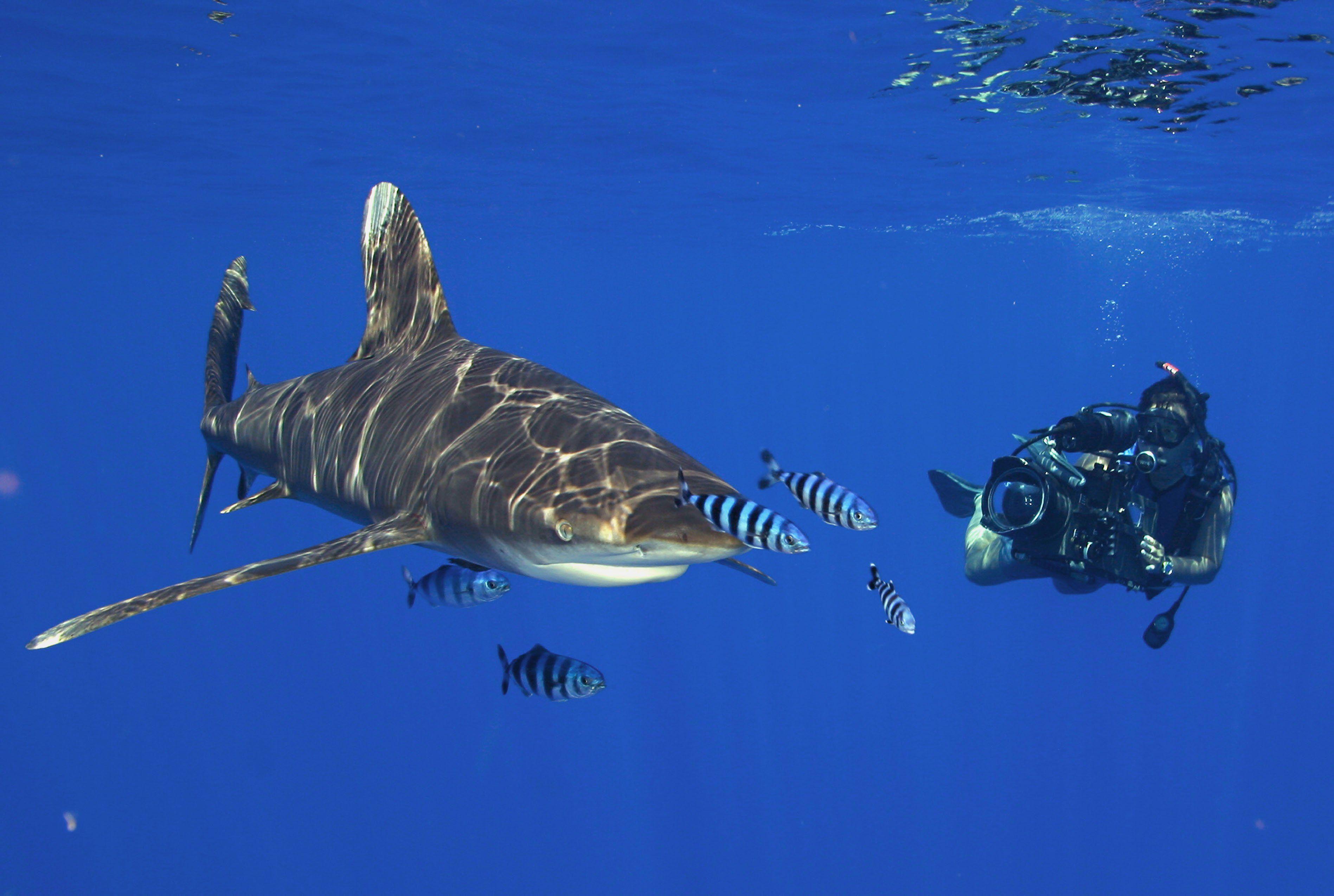 3794x2550 Free download Scuba diving diver ocean sea underwater shark