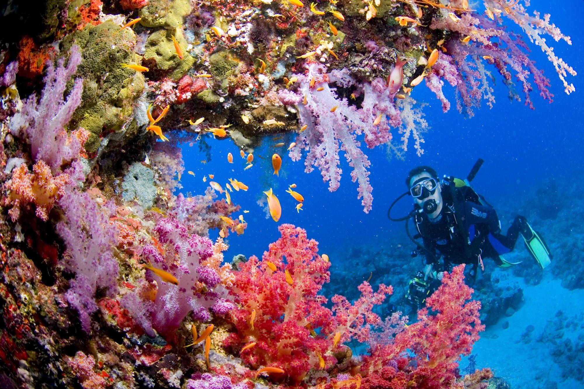 2000x1333 sports, Scuba, Diving, Ocean, Sea, Underwater, Coral, Reef, People