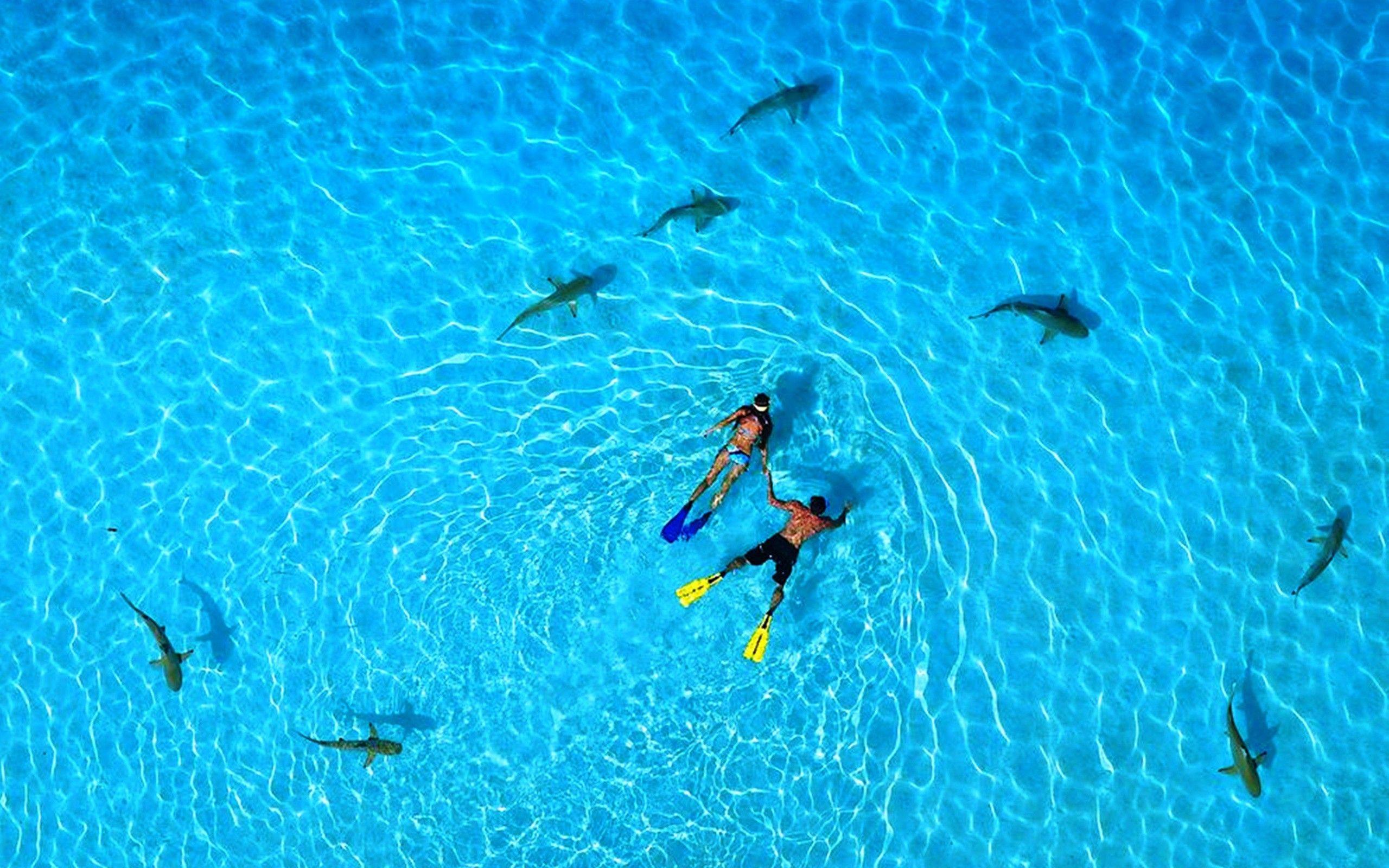 2560x1600 Download 2560x1600 Snorkeling with Sharks in French Polynesia