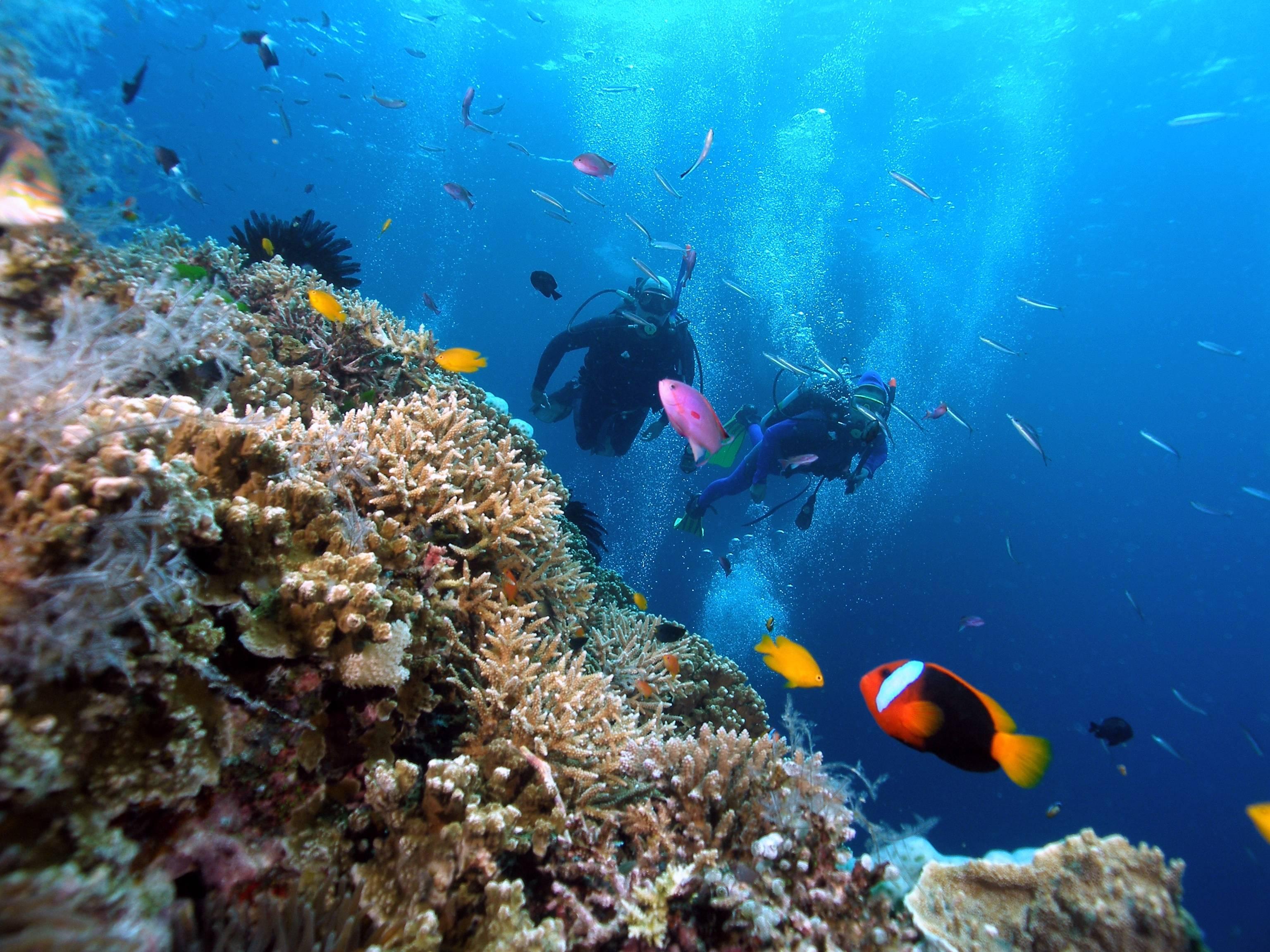 3072x2304 Coral Reef Wallpaper Tra Peninsula Snorkeling, HD Wallpaper