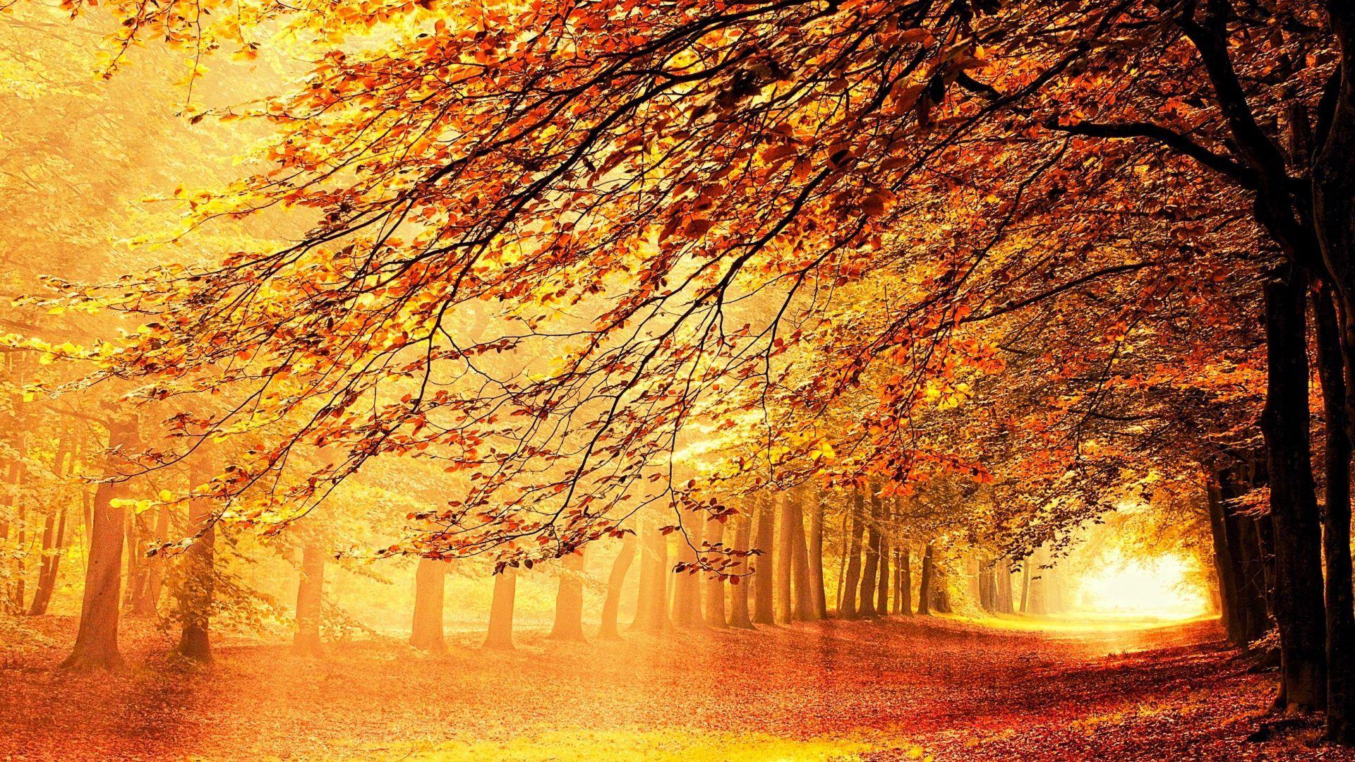 October Scenery Wallpapers - Top Free October Scenery Backgrounds ...