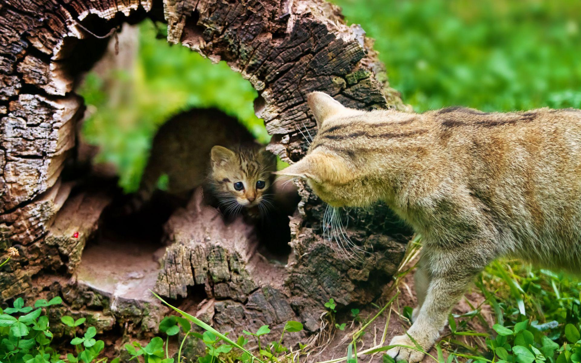 1920x1200 Kitten and cat, parenting Desktop wallpaper 1920x1200
