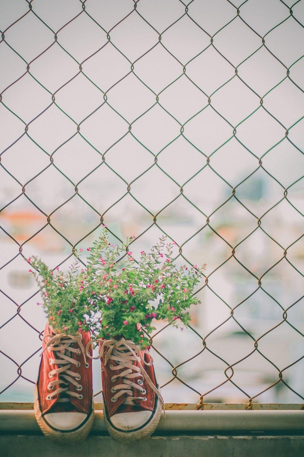 1000x1500 planted flower in red converse sneakers photo