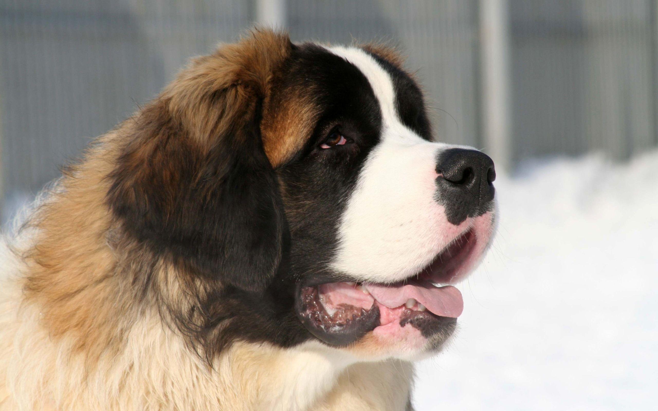 2560x1600 St. Bernard Wallpaper