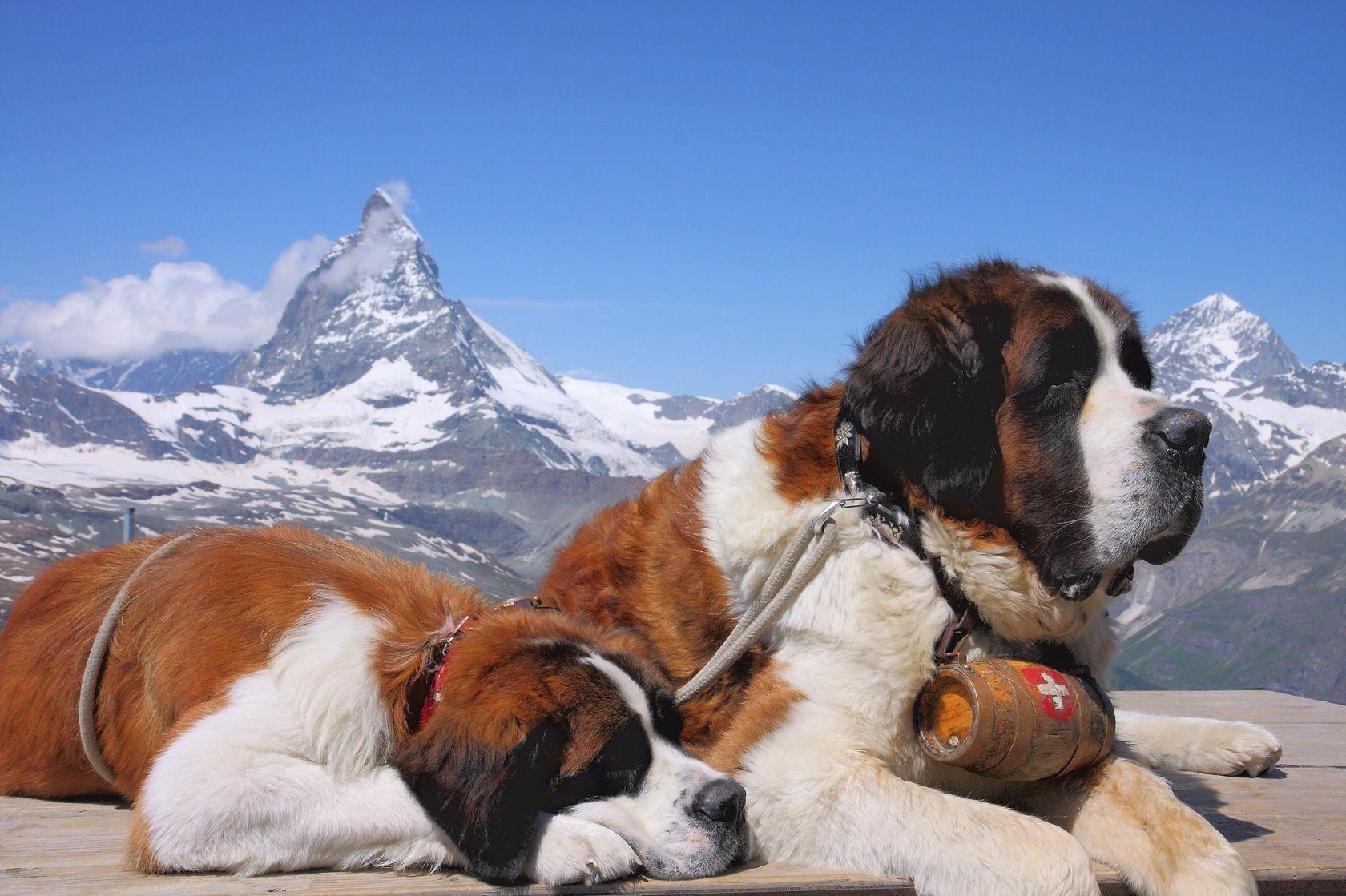 1680x1119 St. Bernard Wallpaper