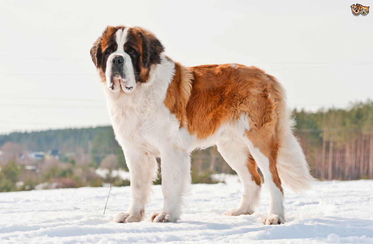 1280x837 Most viewed Saint Bernard wallpaperK Wallpaper