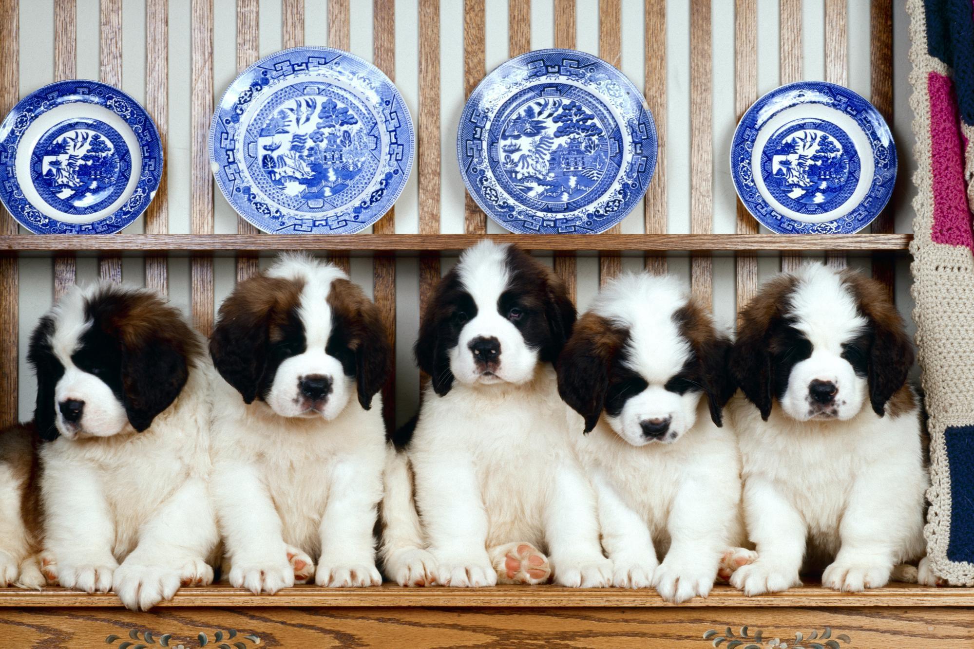 1999x1333 St. Bernard Wallpaper