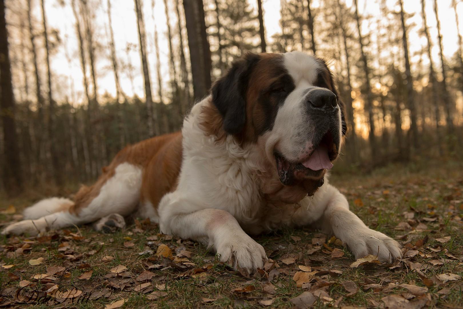 St. Bernard Wallpapers - Top Free St. Bernard Backgrounds - WallpaperAccess