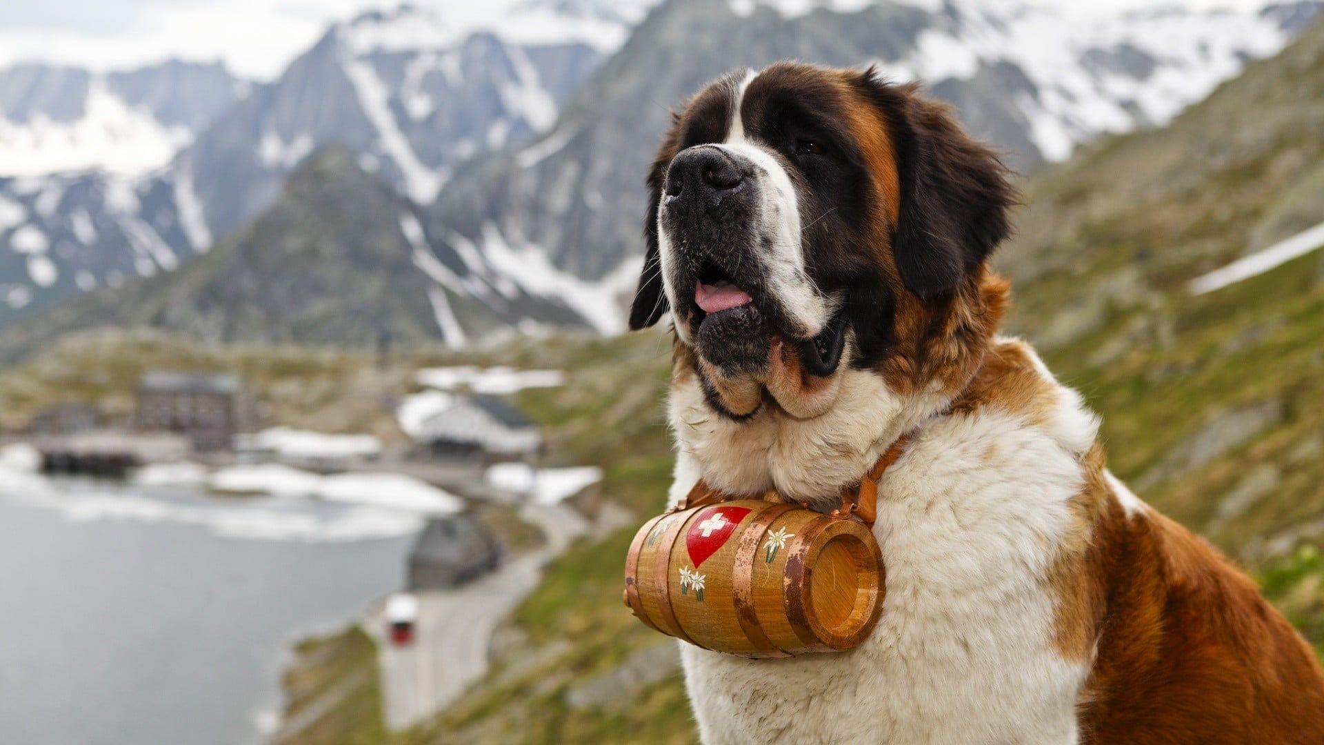 1920x1080 Saint Bernard HD wallpaper