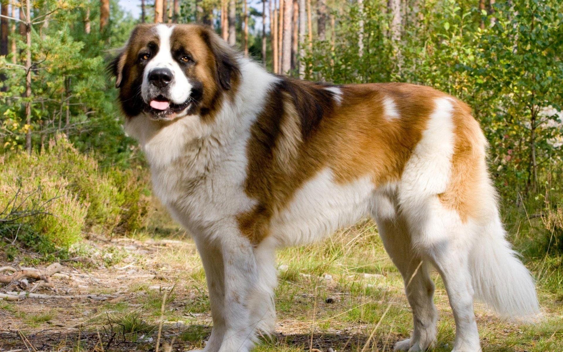 1920x1200 st, Bernard, Dog, Dogs Wallpaper HD / Desktop and Mobile Background