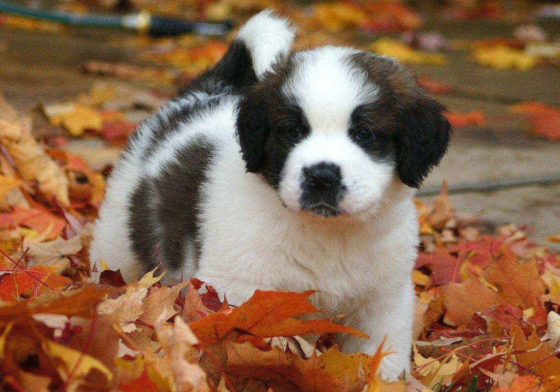 1143x800 Saint Bernard #Picture