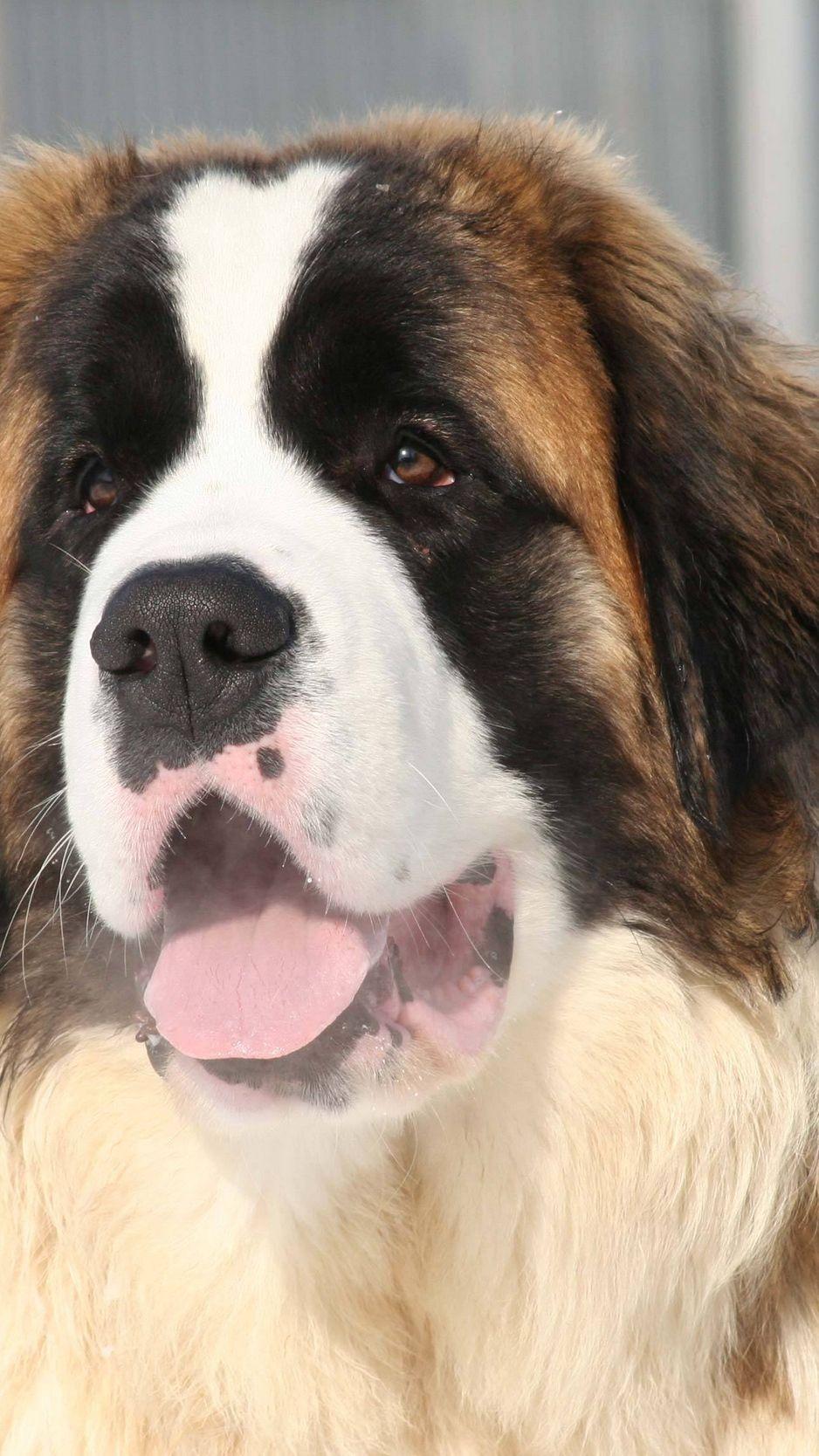 St. Bernard Wallpapers - Top Free St. Bernard Backgrounds - WallpaperAccess