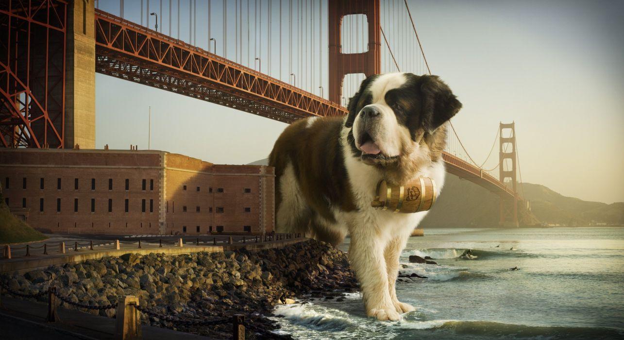 1285x700 ST BERNARD dog dogs wallpaperx1395
