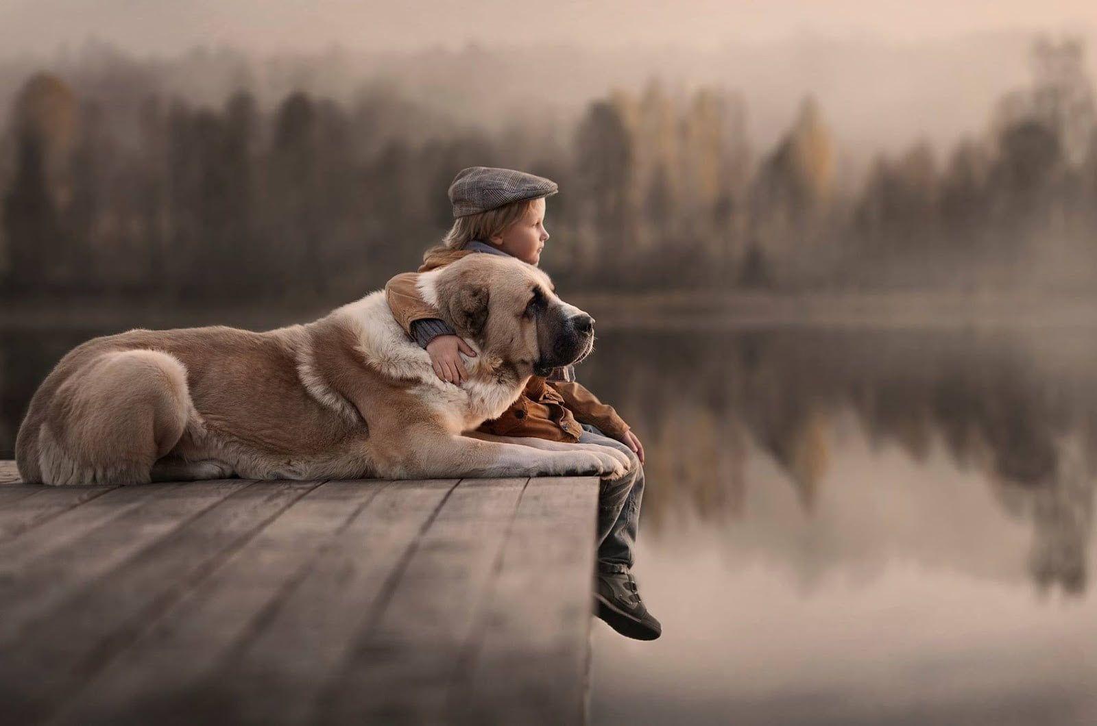 1600x1060 Adult brown Saint Bernard, dog, river, trees, looking away HD wallpaper