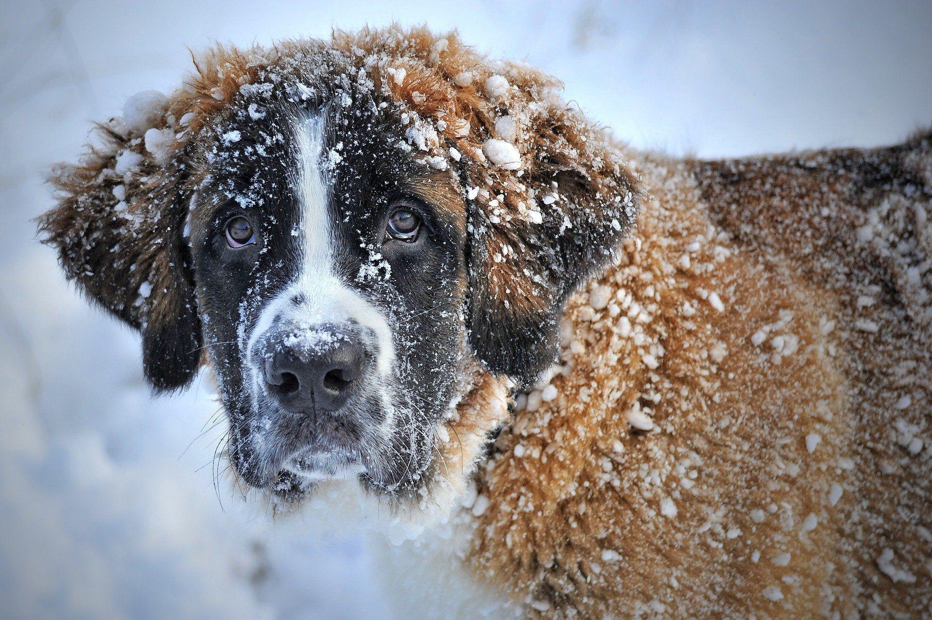 1920x1278 dog snow st bernard dog winter pet animal fur[1920x1080]