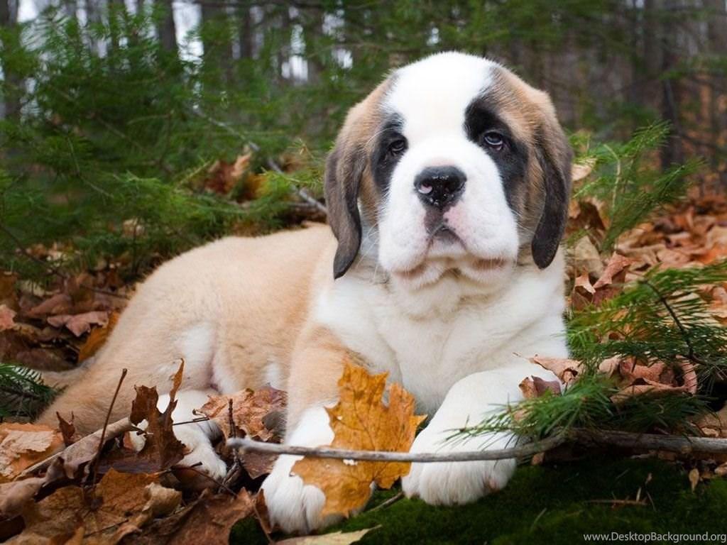 1024x768 St Bernard Wallpaper