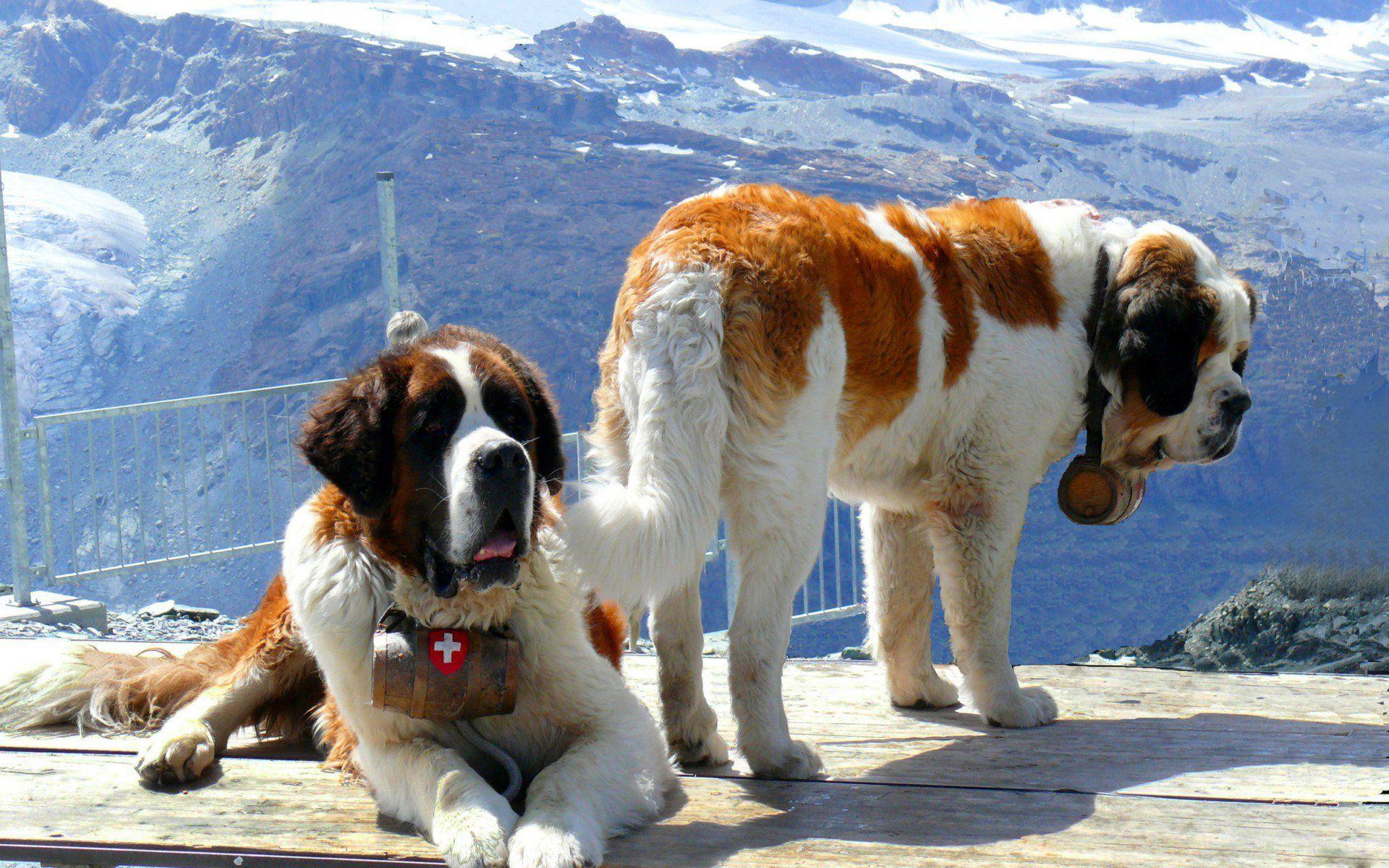 1920x1200 ST BERNARD dog dogs wallpaperx1200