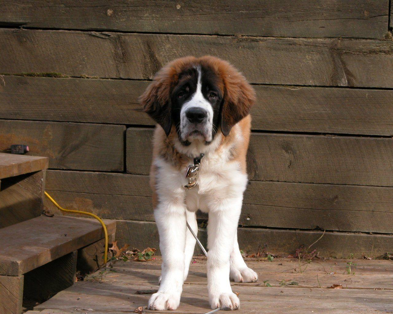 1280x1024 Saint Bernards wallpaperx1024