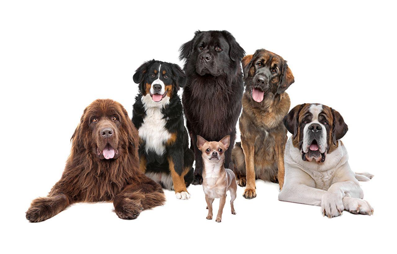 1280x819 Desktop Wallpaper Animals Chihuahua St. Bernard Bernese Mountain