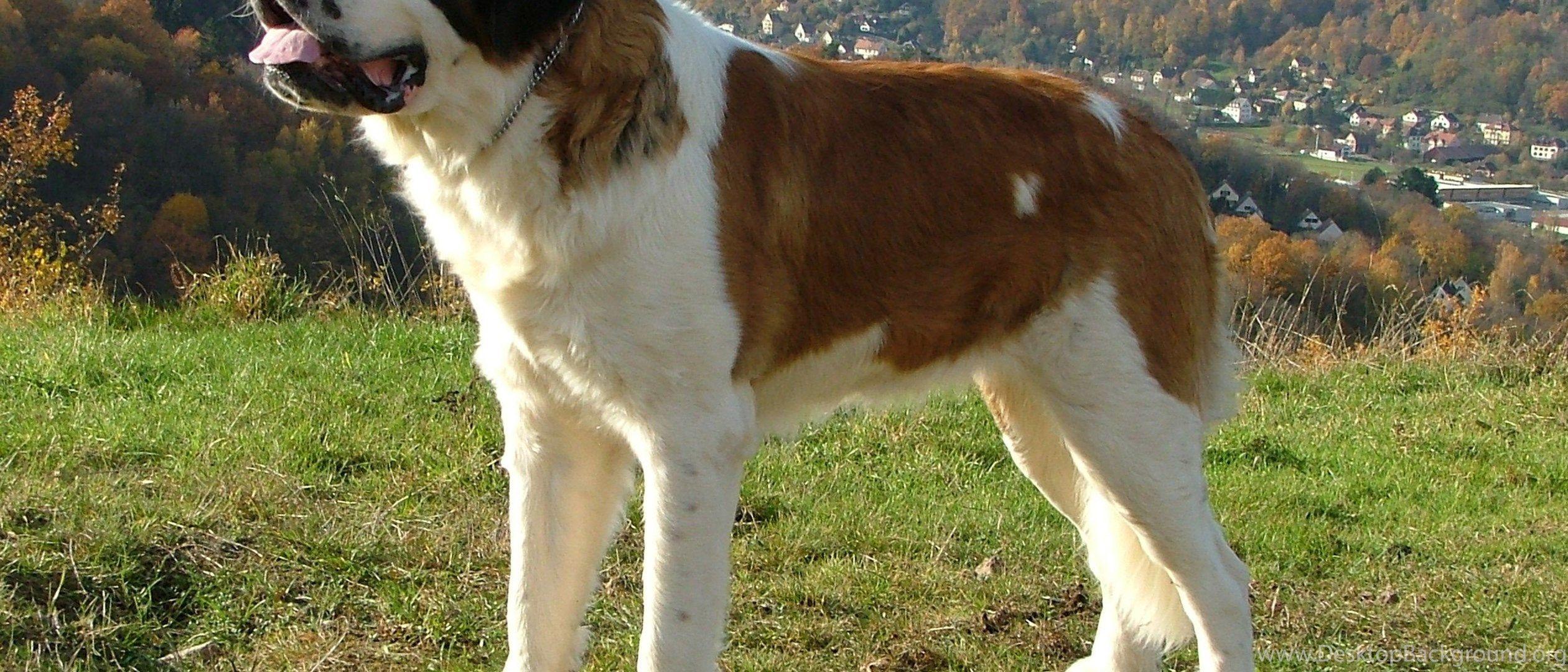 St. Bernard Wallpapers - Top Free St. Bernard Backgrounds - WallpaperAccess