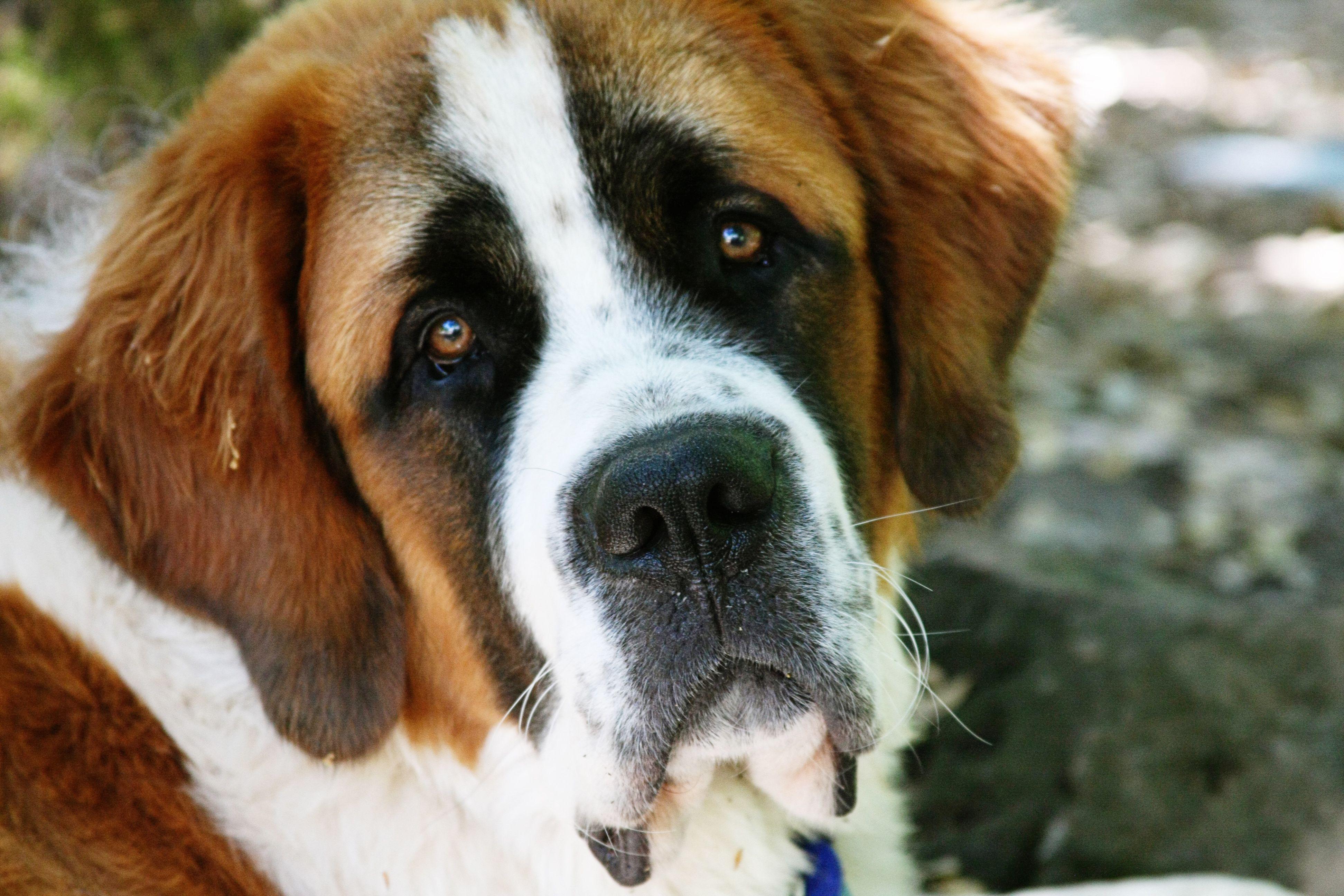 3888x2592 Desktop Wallpaper St Bernard #h362577. Animals HD Image
