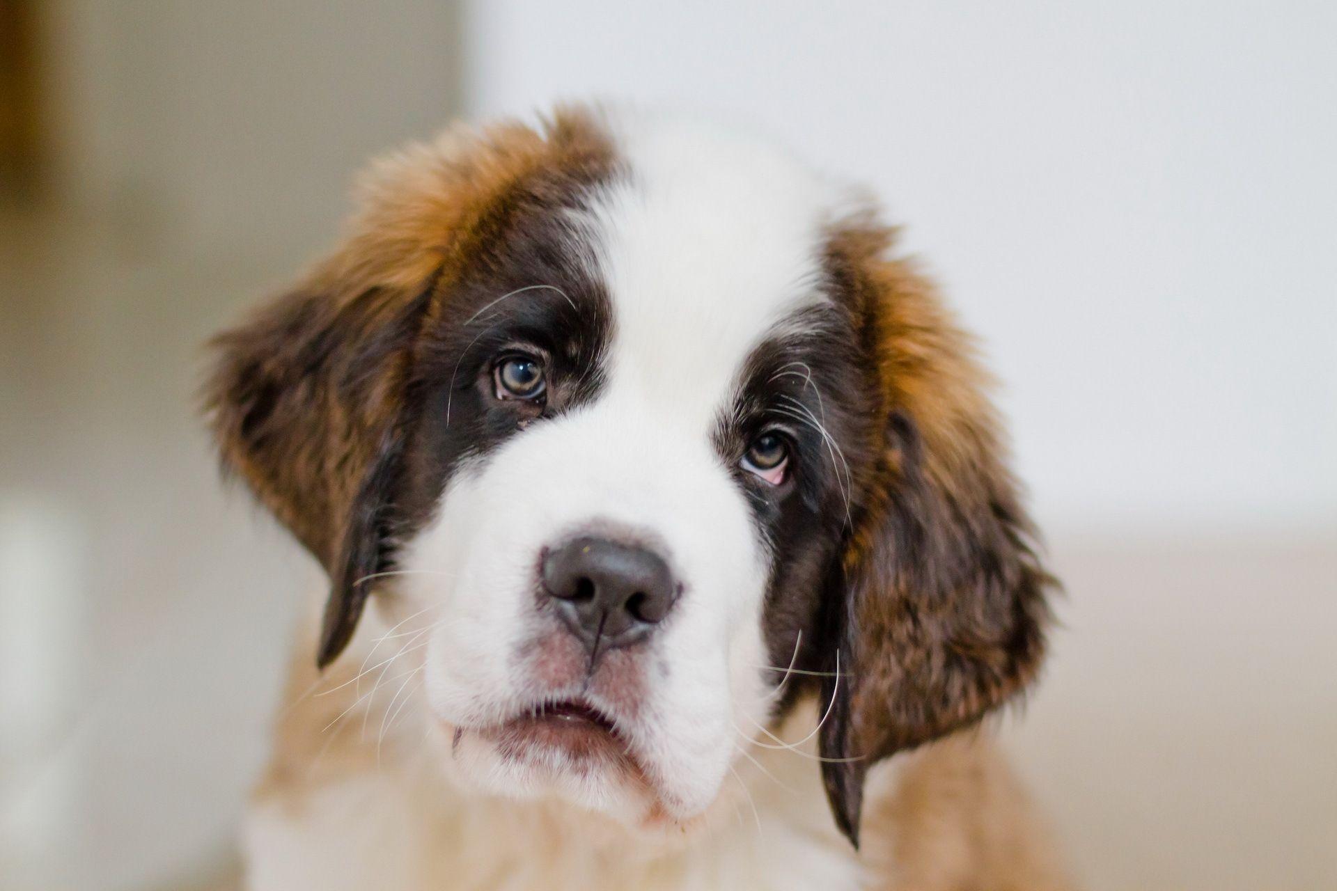 1920x1280 image St. Bernard Dogs animal