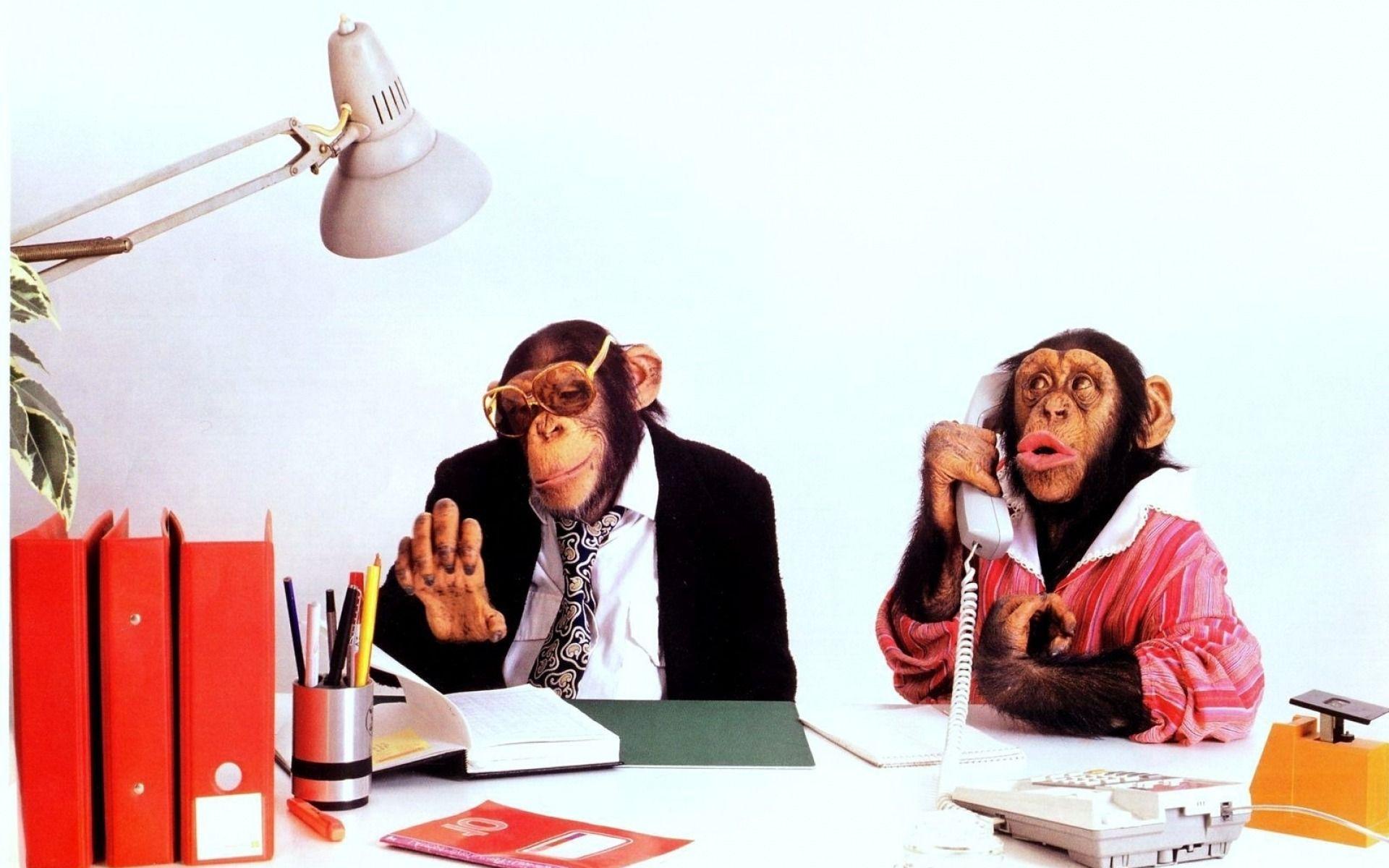 1920x1200 Monkey Business desktop PC and Mac wallpaper