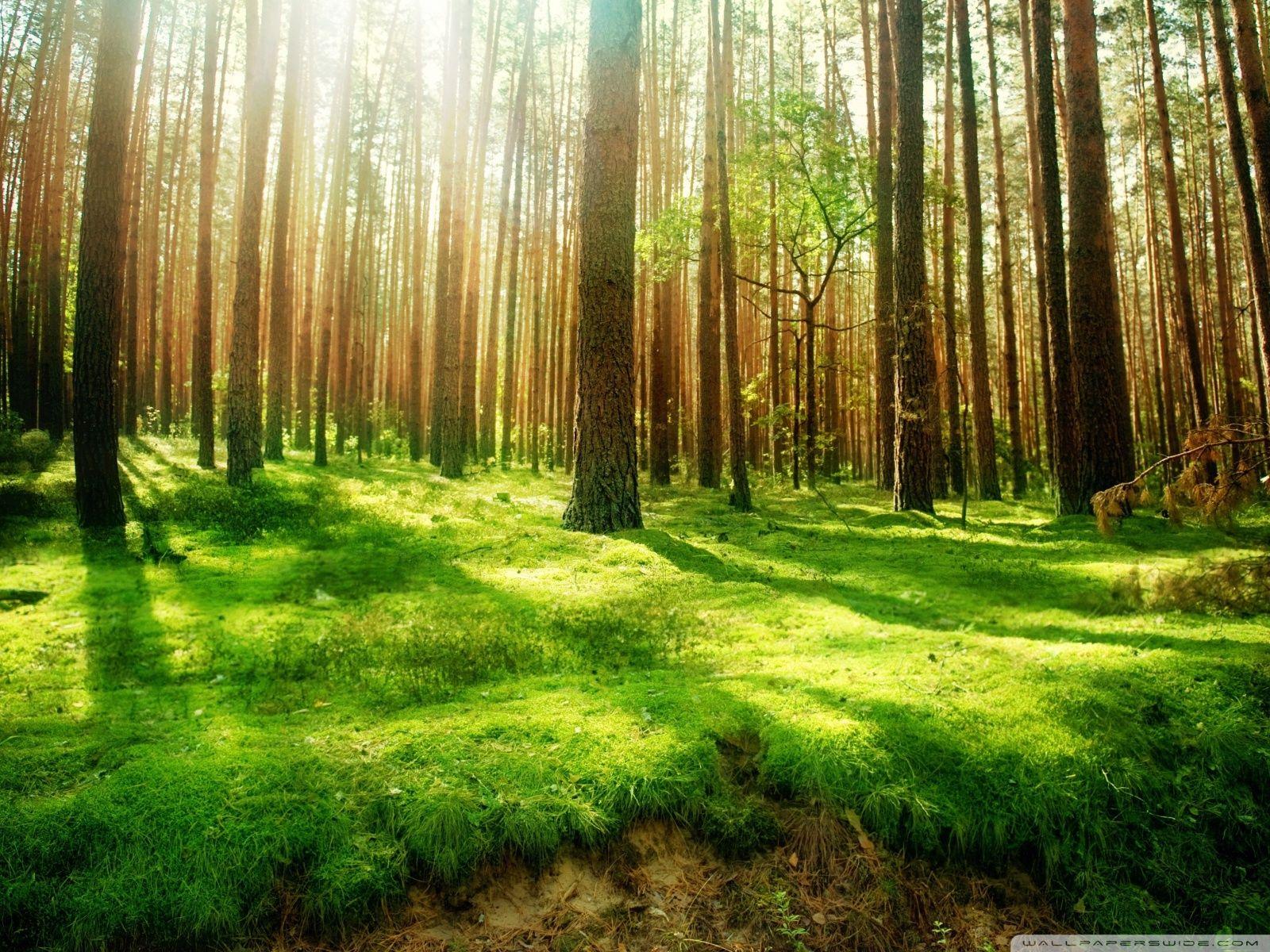 1600x1200 Beautiful Forest Scenery ❤ 4K HD Desktop Wallpaper for 4K Ultra HD