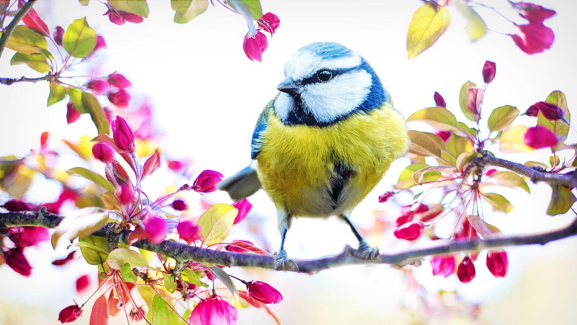 1920x1080 Happy Birdy Laptop Background