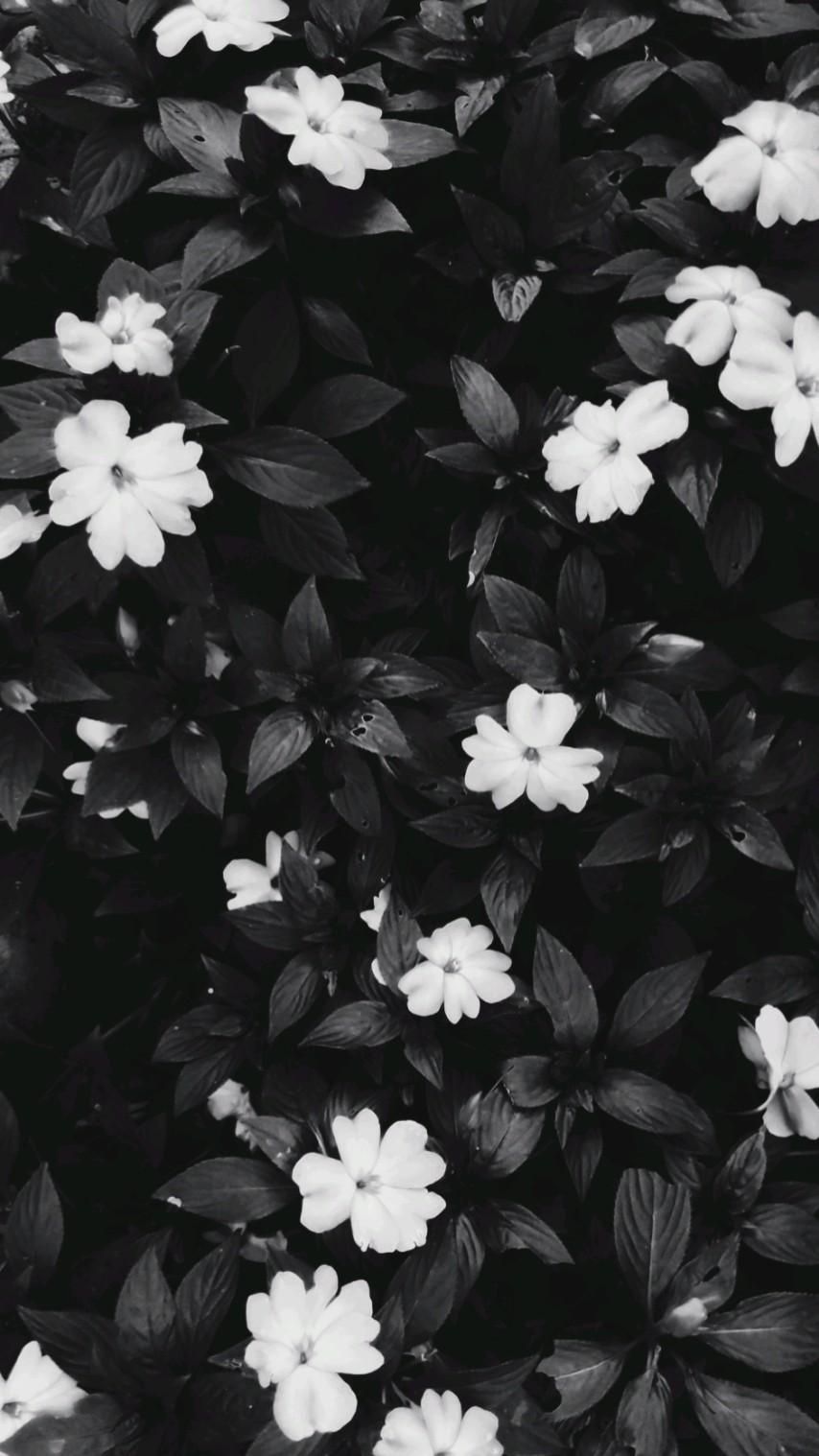 854x1518 Black and White Mobile Wallpaper, HD Black and White Mobile Background