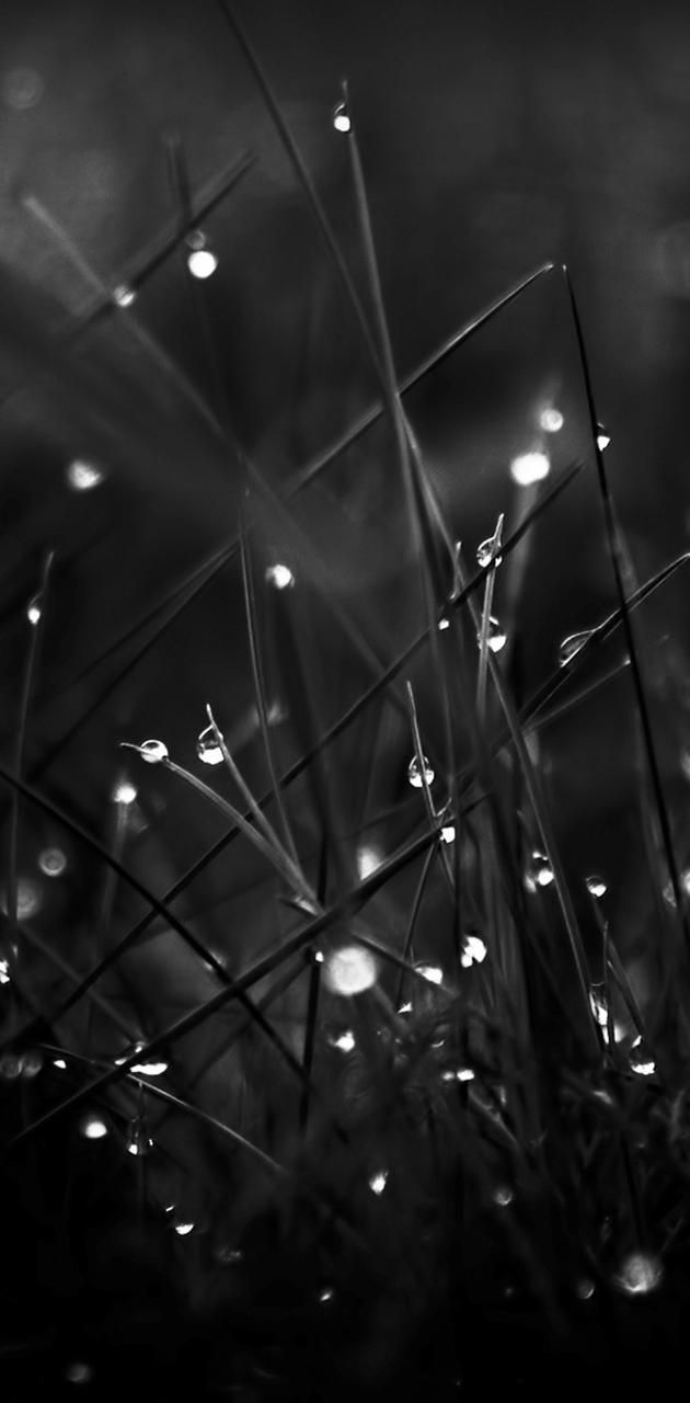 630x1280 Black Nature wallpaper