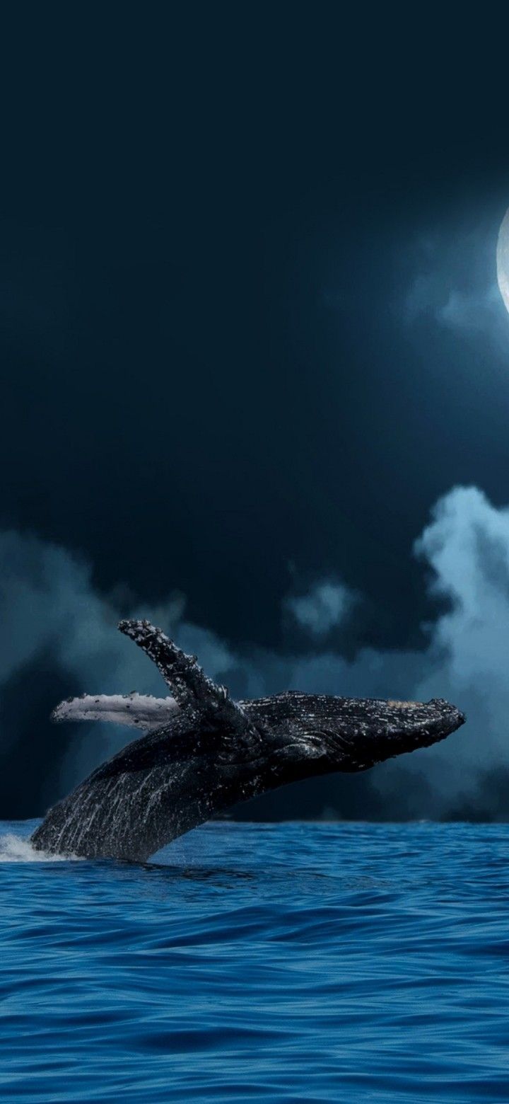 720x1560 Incalculable Splendor. Ocean creatures art, Whale picture, Underwater wallpaper