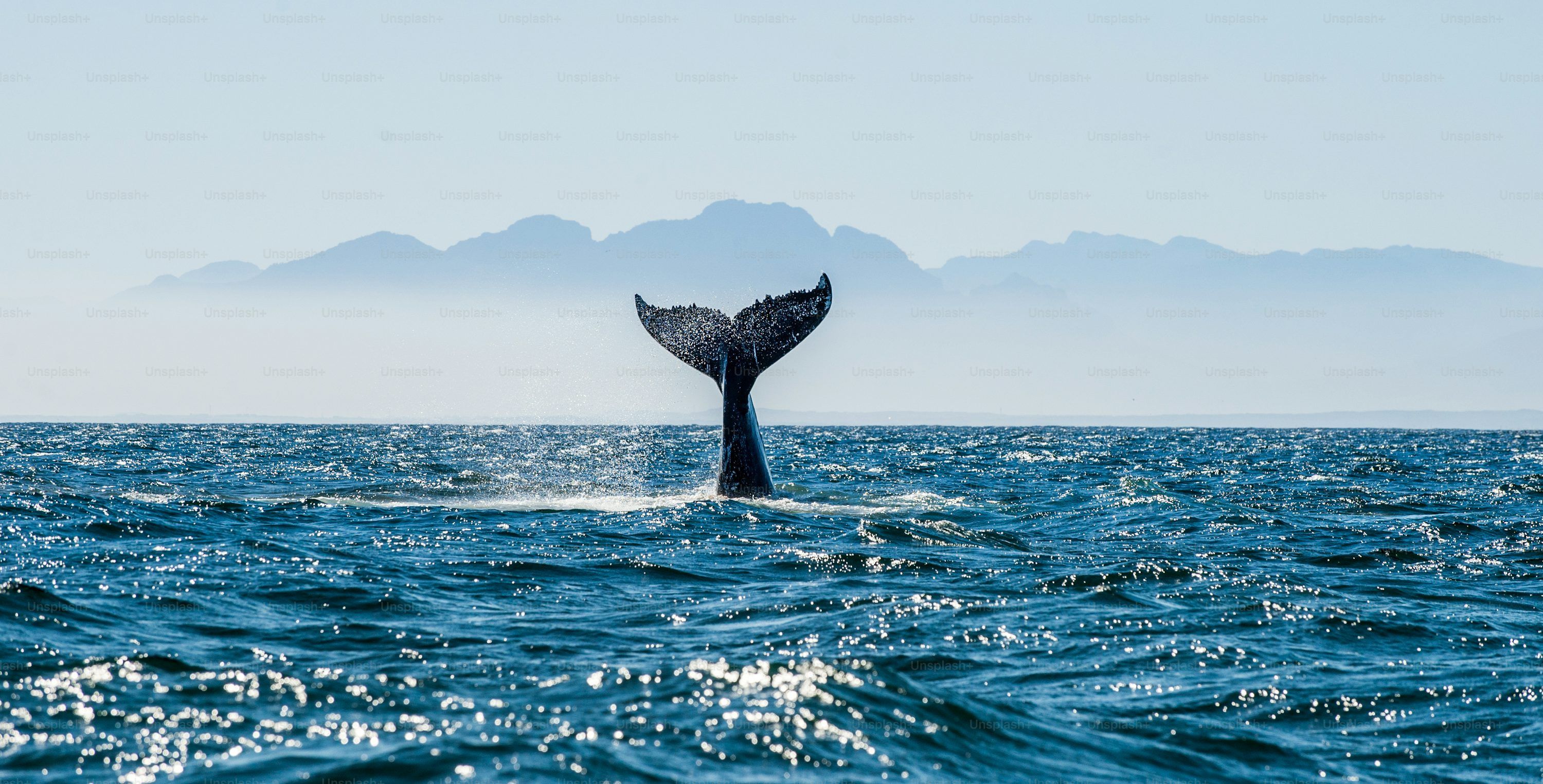 3000x1525 Whale Picture. Download Free Image