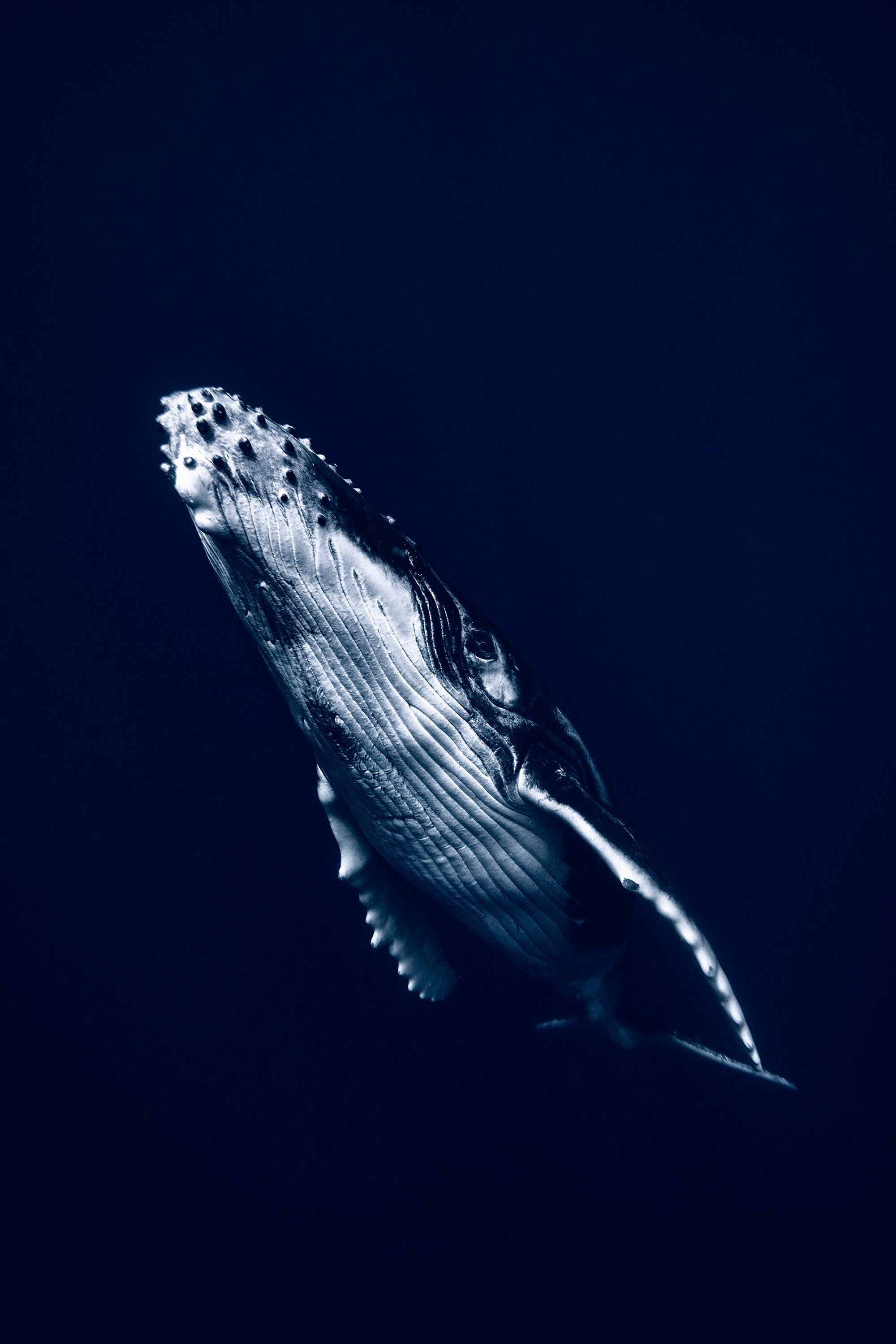 2000x2998 Eye To Eye With Humpback Whales With Sony α7R III & RX0