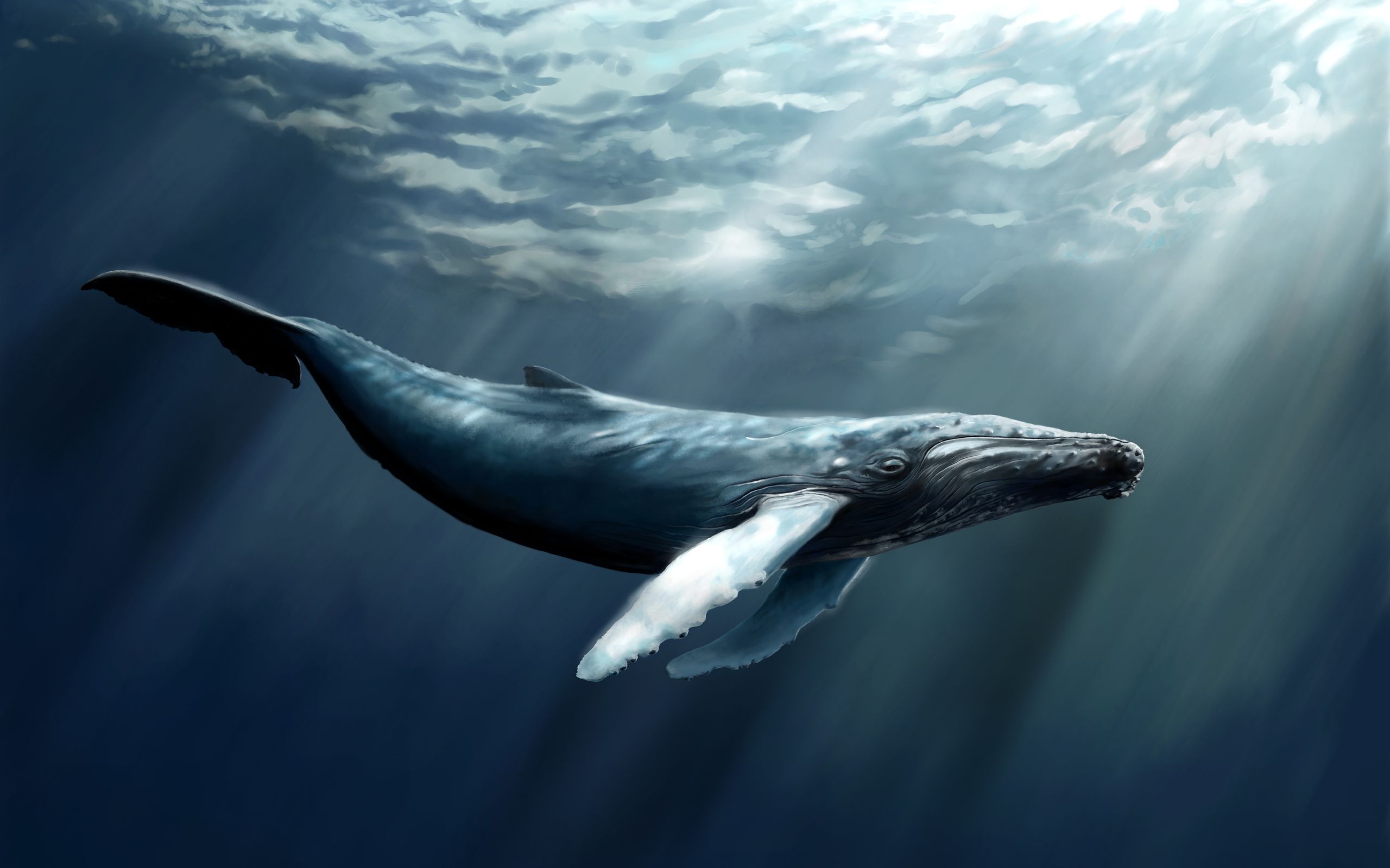 2560x1600 Majestic Whale Gliding Through Ocean Depths