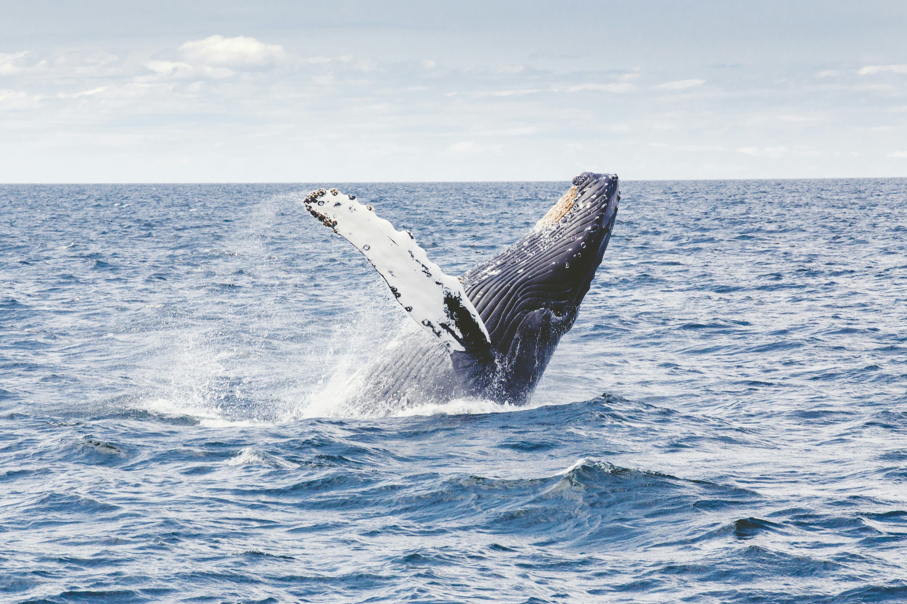 3000x2000 Blue Whale Picture. Download Free Image