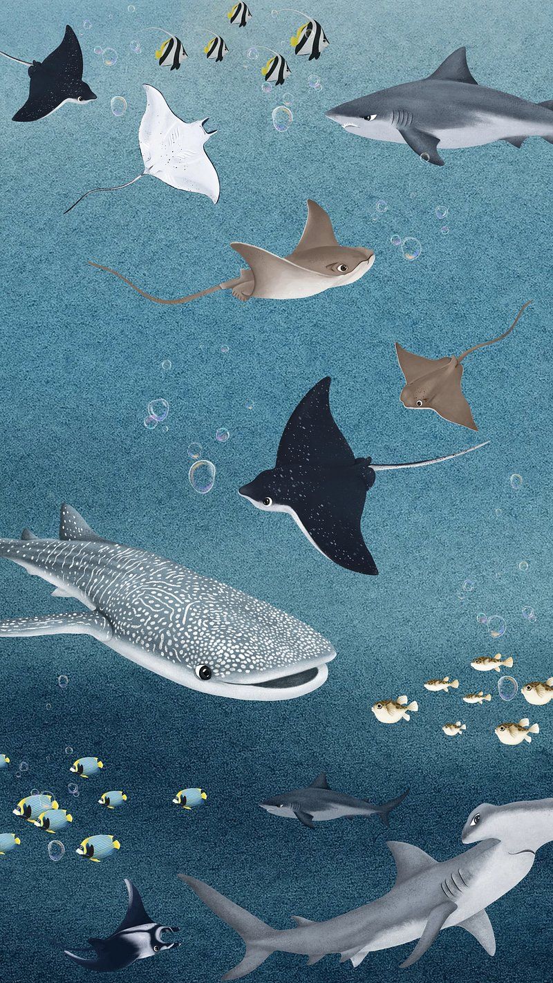 800x1422 Whale Shark Image Wallpaper