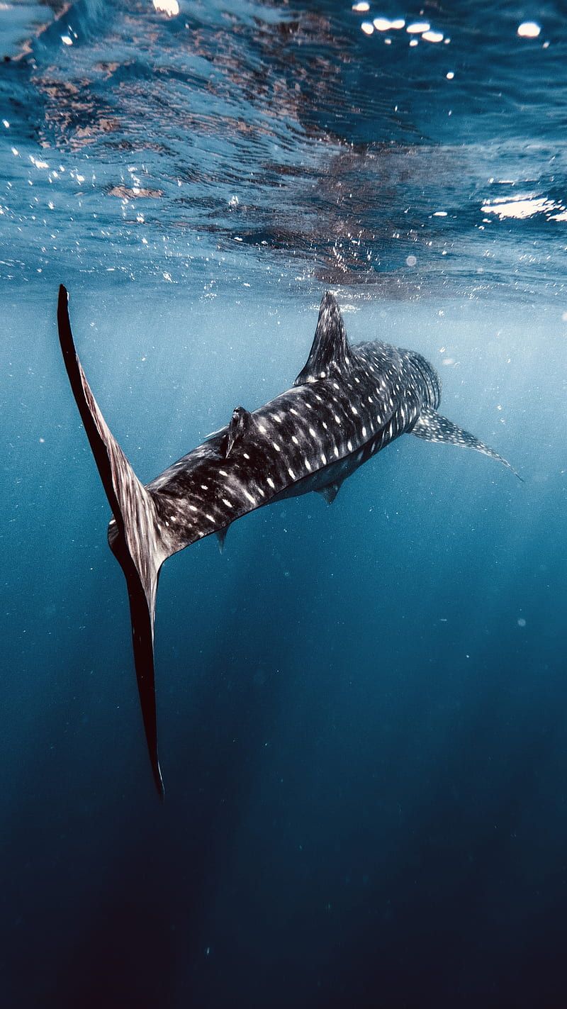 800x1423 640x960px, free download. Whale Shark, animal, blue, fish, love, maldives, nature, ocean, rays, underwarer, HD phone wallpaper