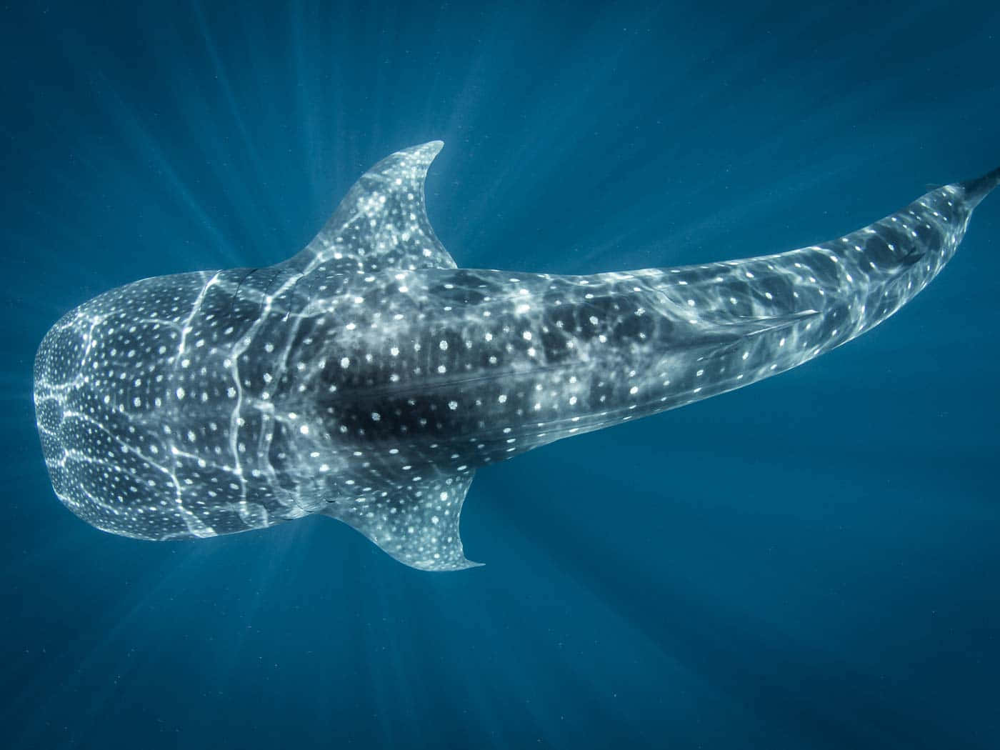 1400x1050 Download Whale Shark Picture