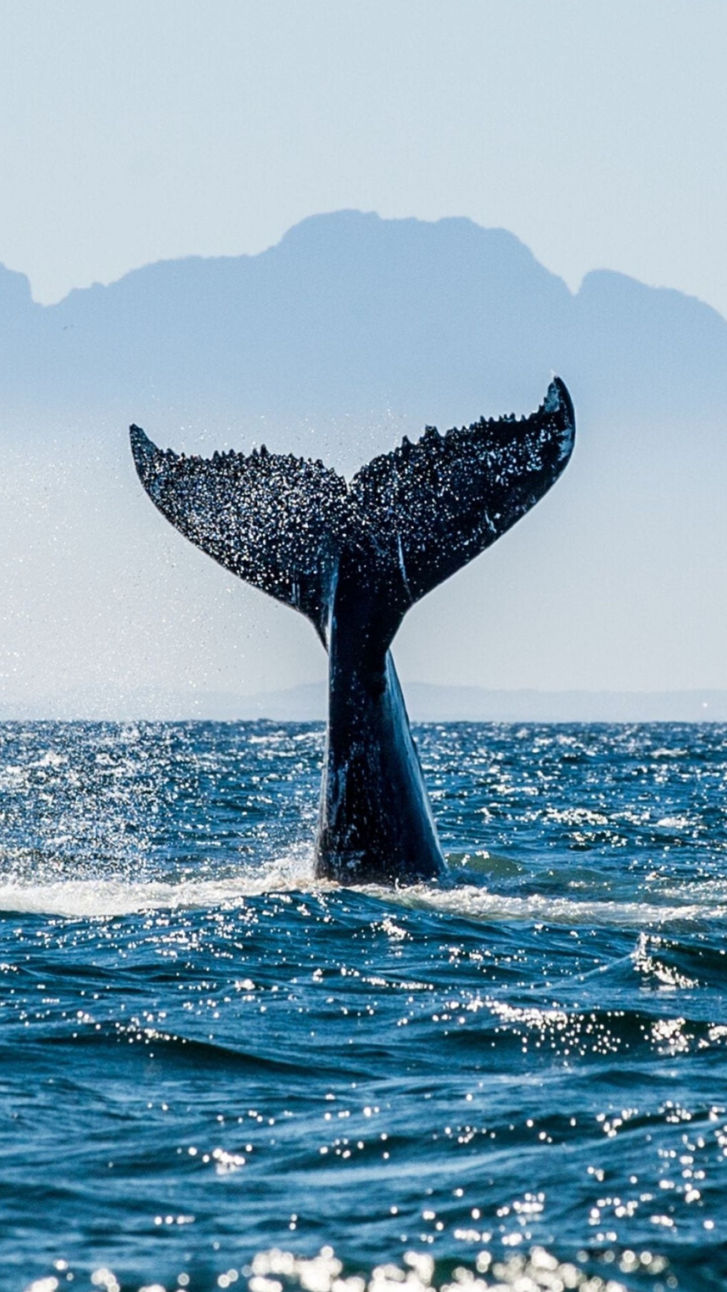 1440x2560 Blue Whale Wallpaper