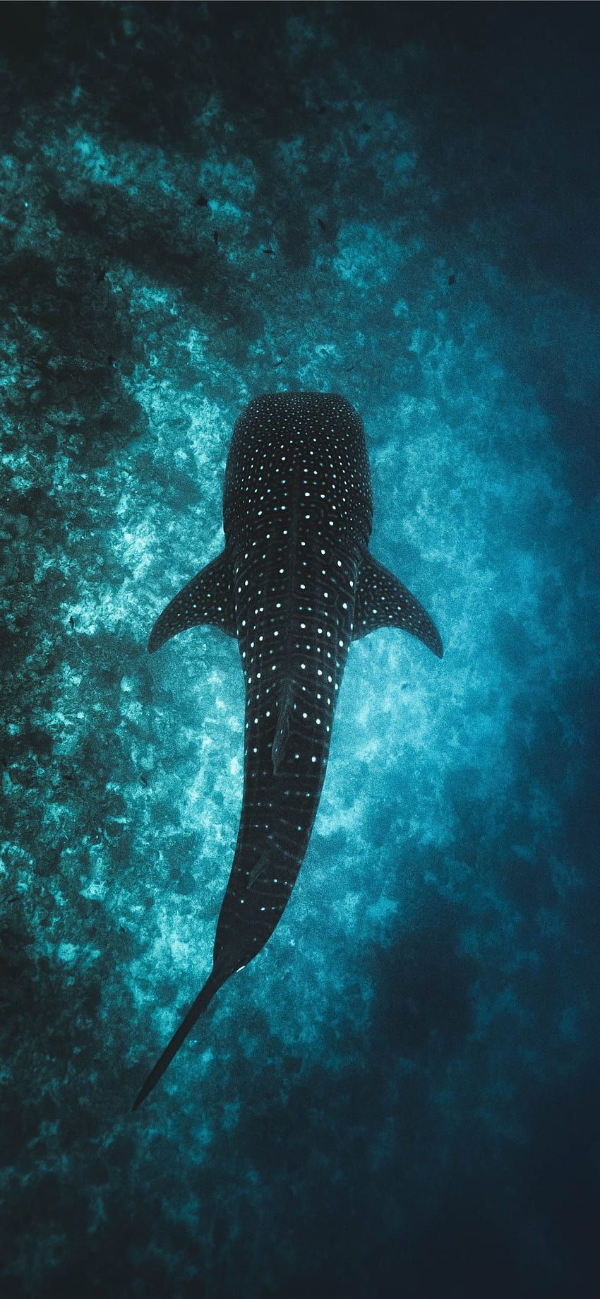850x1839 Aesthetic whale HD wallpaper