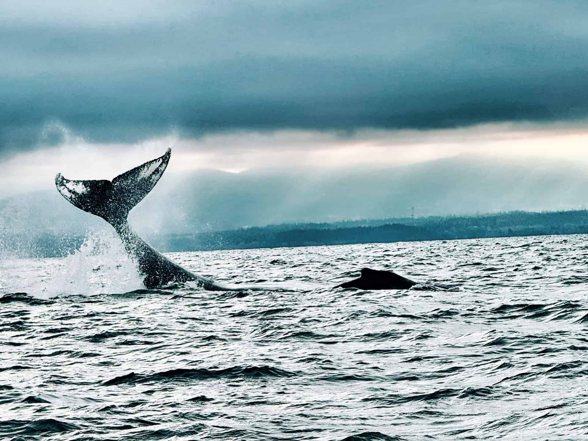 1920x1440 Whale! Luxury Sailing
