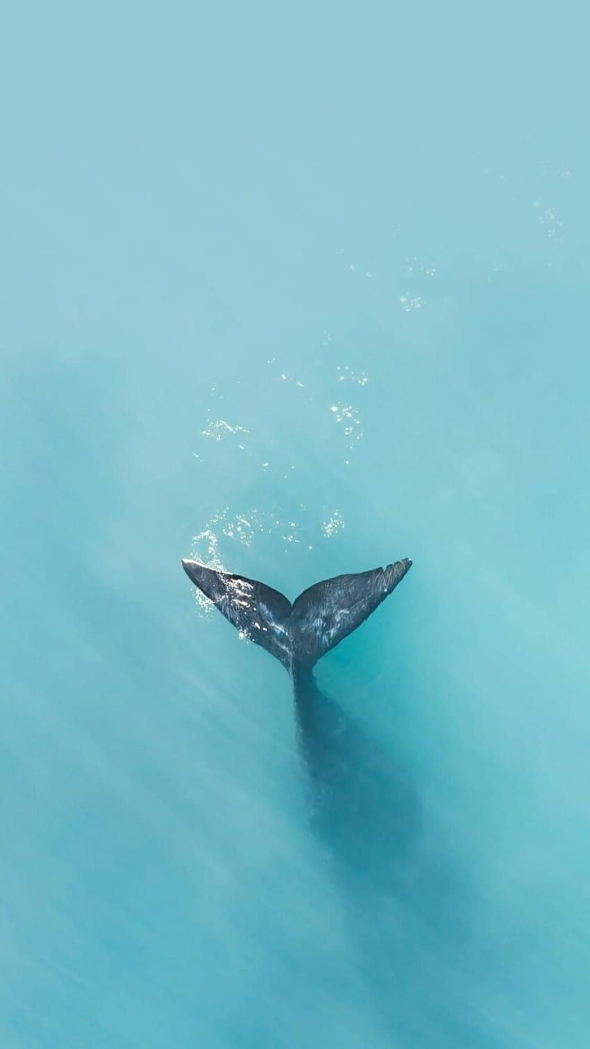 850x1511 Lovely Summer Phone, aesthetic whale HD phone wallpaper