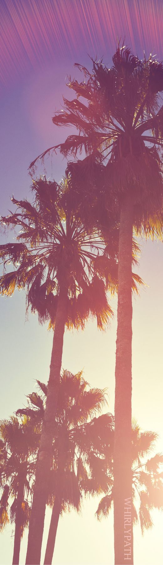 520x1800 Summer Vibes Source:Canva #beach #summer #palmtrees #sunset