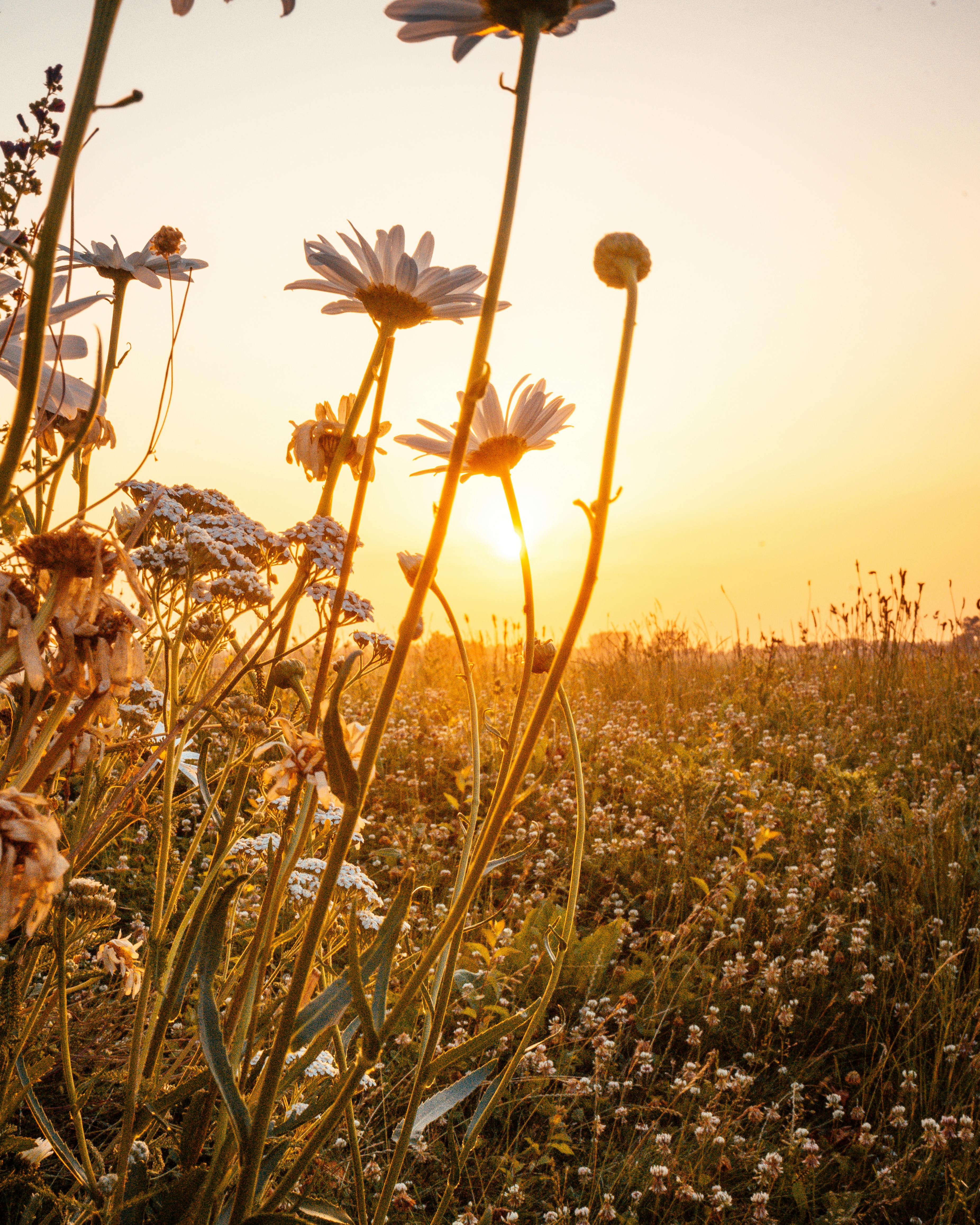 3705x4631 Summer Vibes Photo, Download The BEST Free Summer Vibes & HD Image