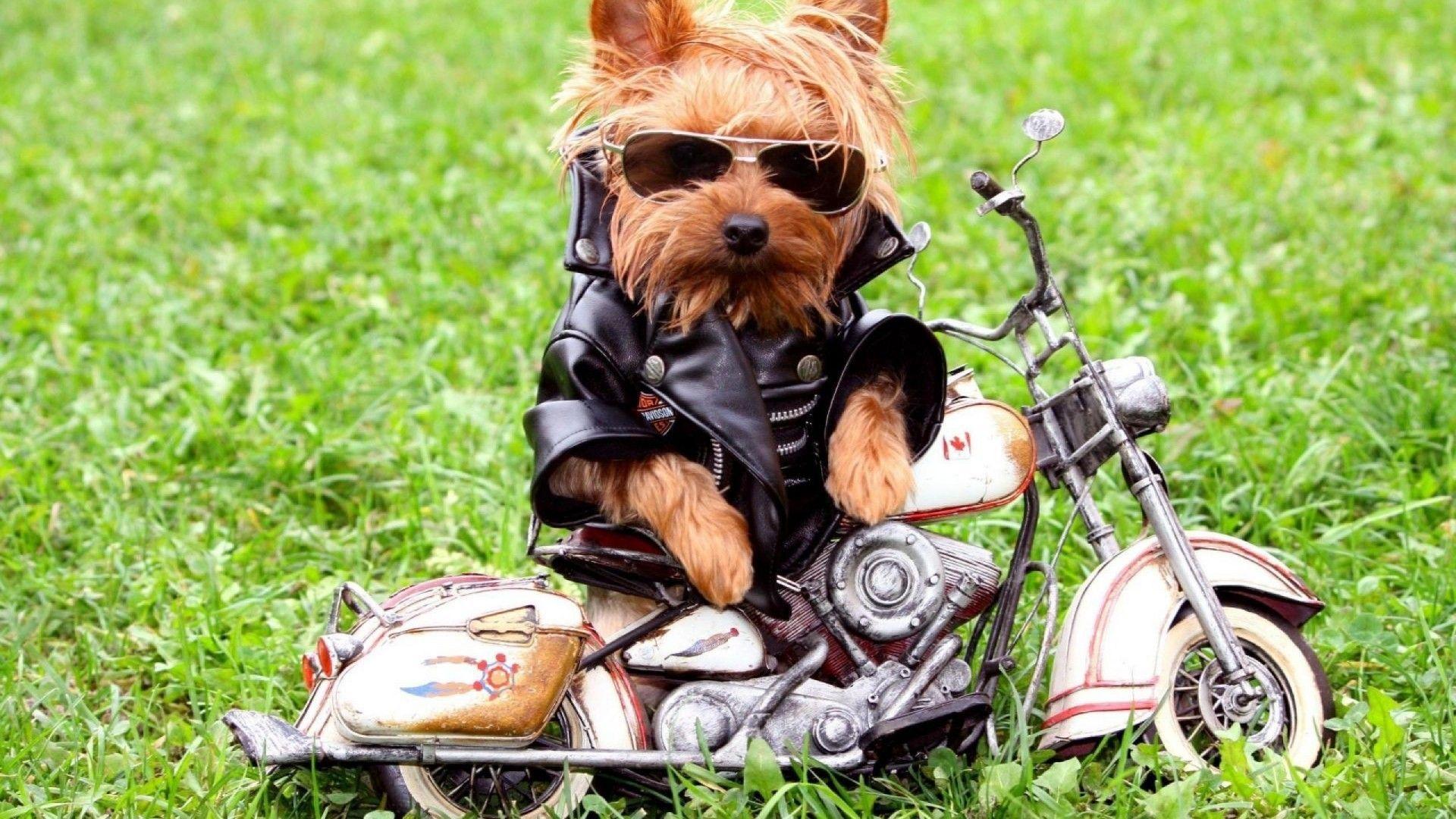 1920x1080 Funny Animal Desktop Wallpaper
