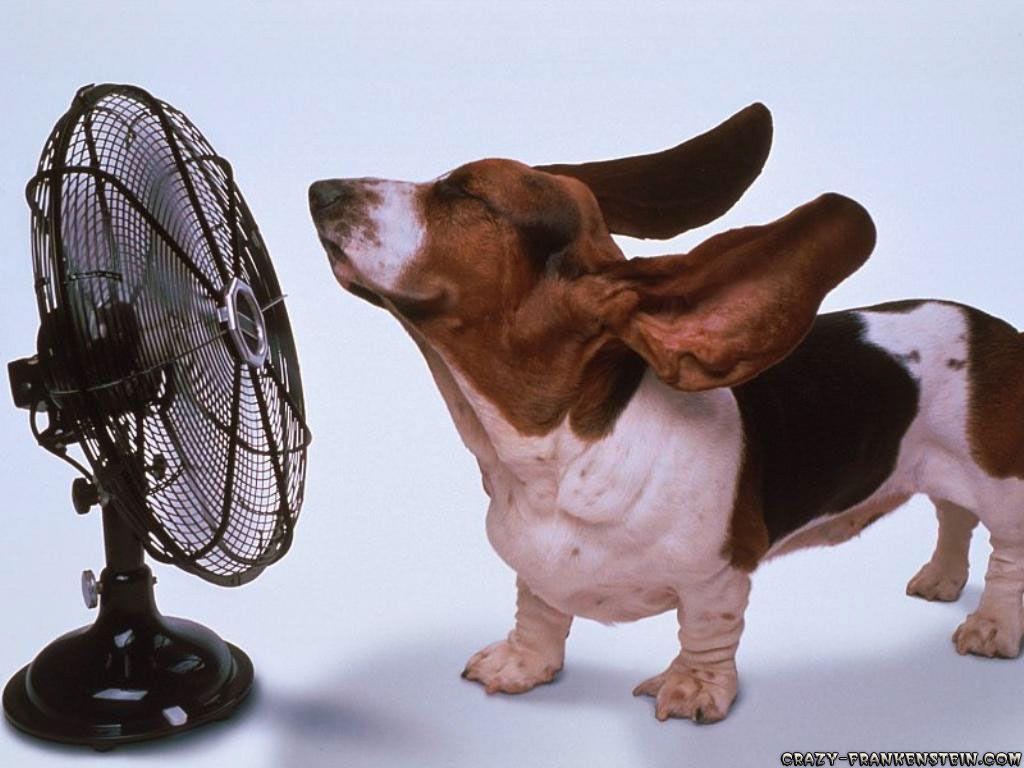 1024x768 Funny Dog Wallpaper for Desktop